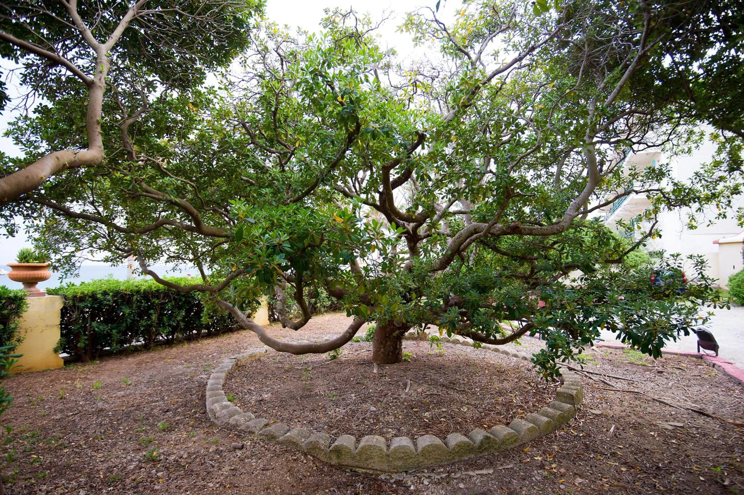 Garden in Hotel Terminal - Caroli Hotels