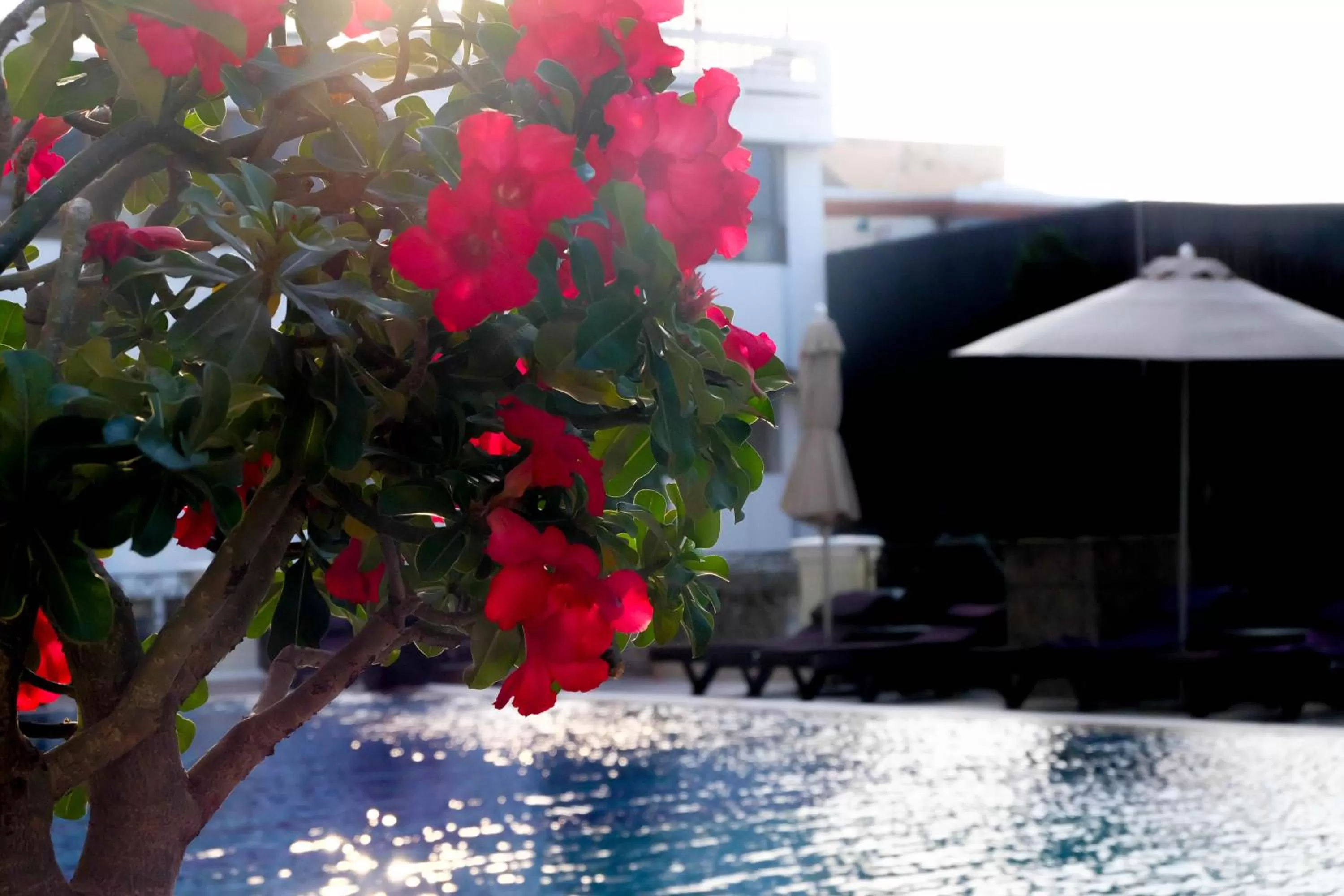 Pool view in LK The Empress