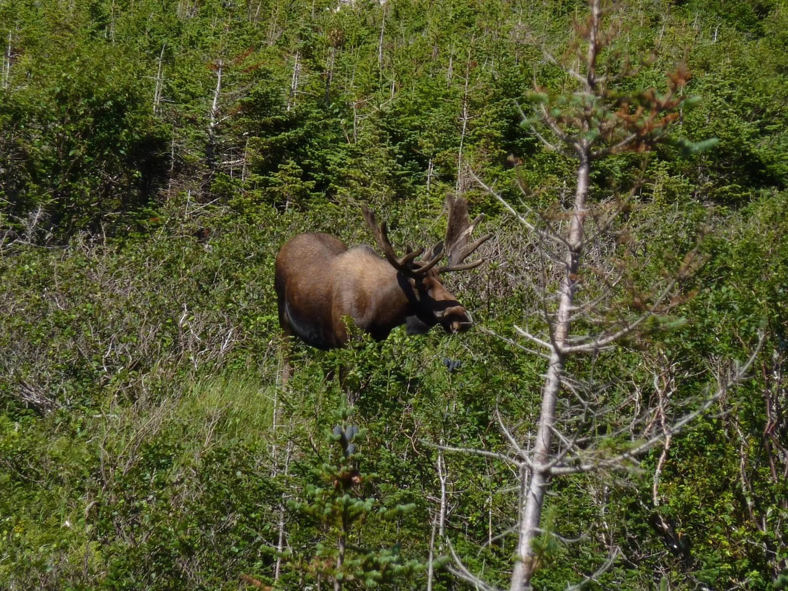 Nearby landmark in Holiday Inn Express Deer Lake, an IHG Hotel