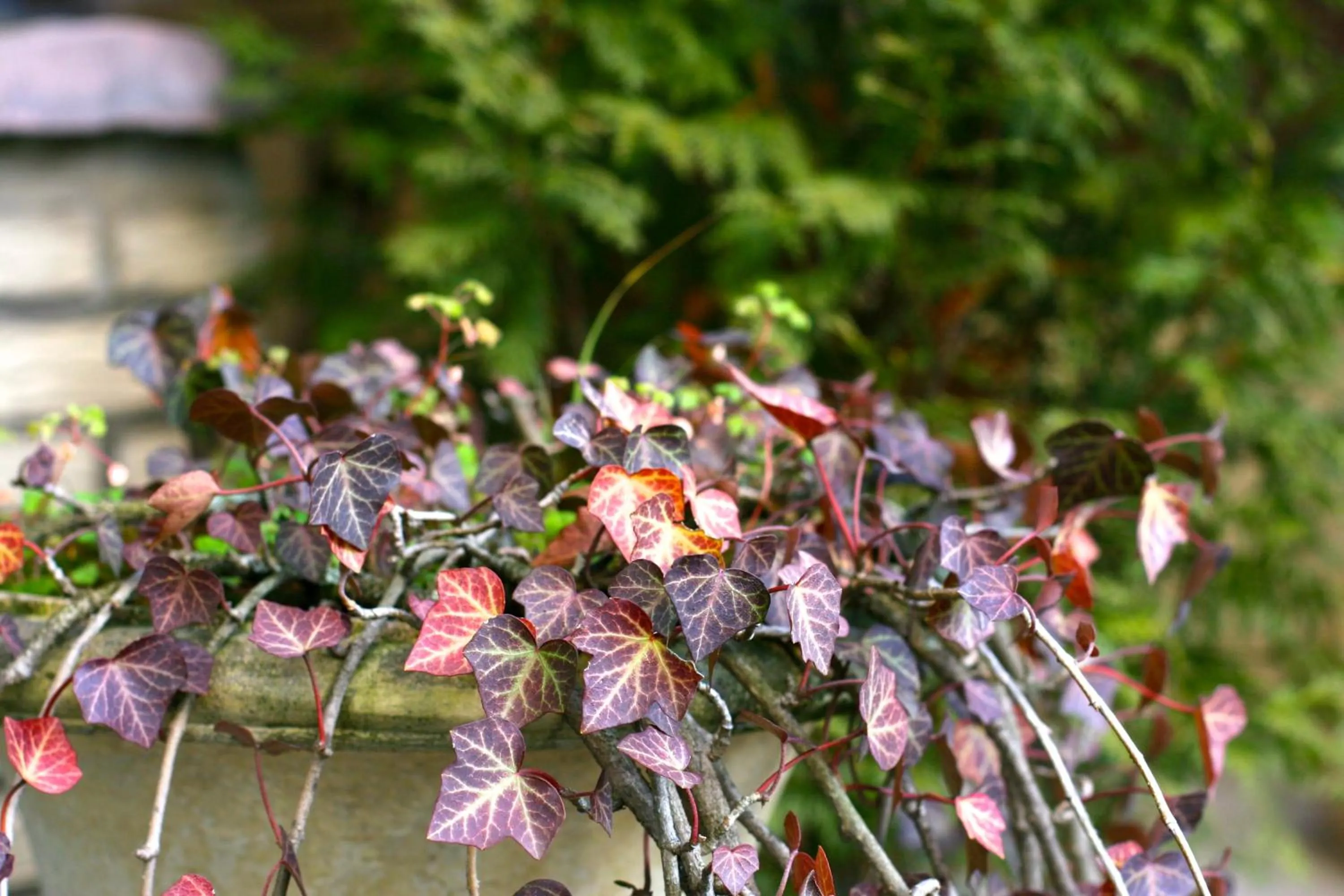 Patio in Hotel Imperial