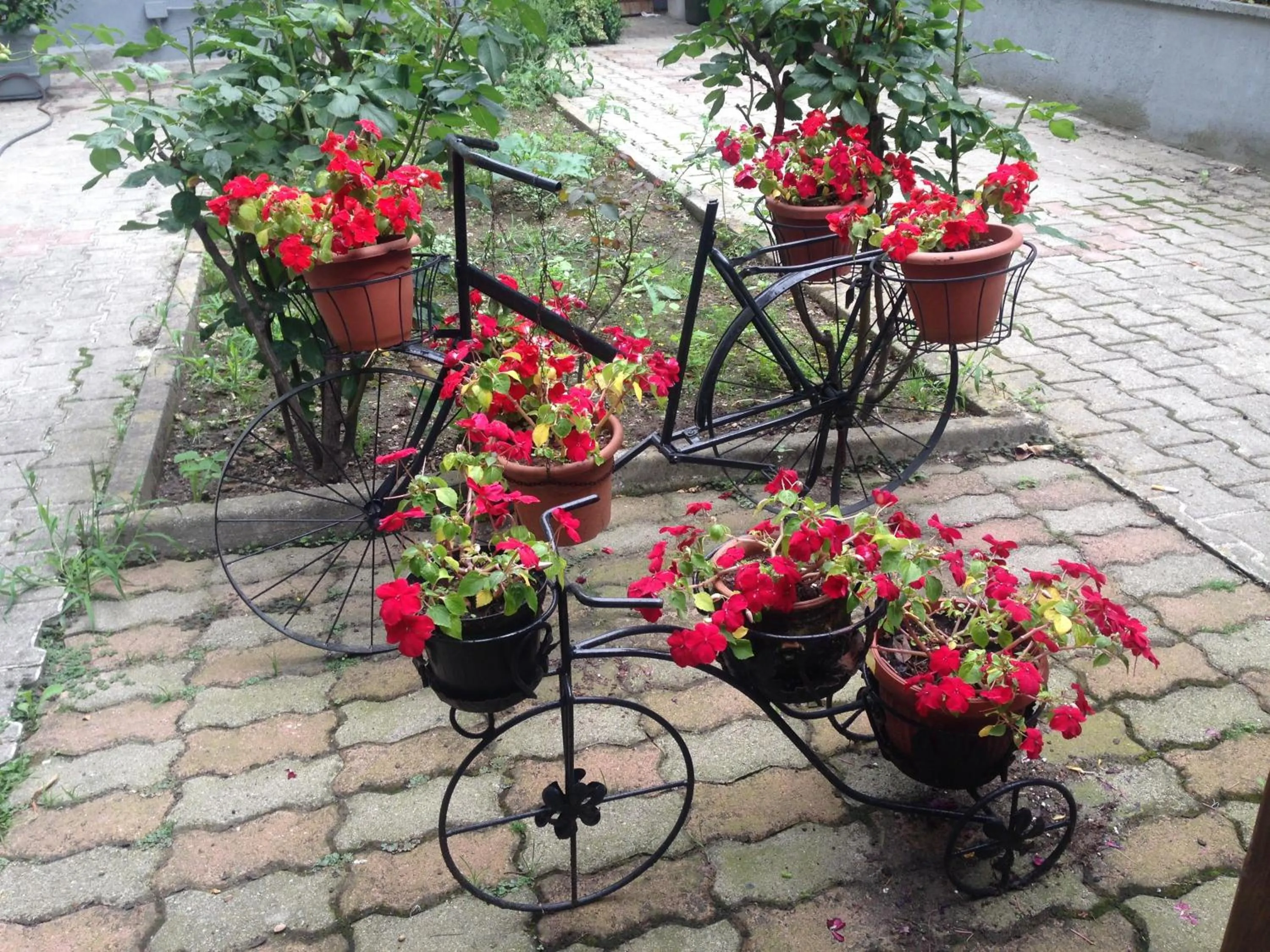 Garden in Hotel Bonola