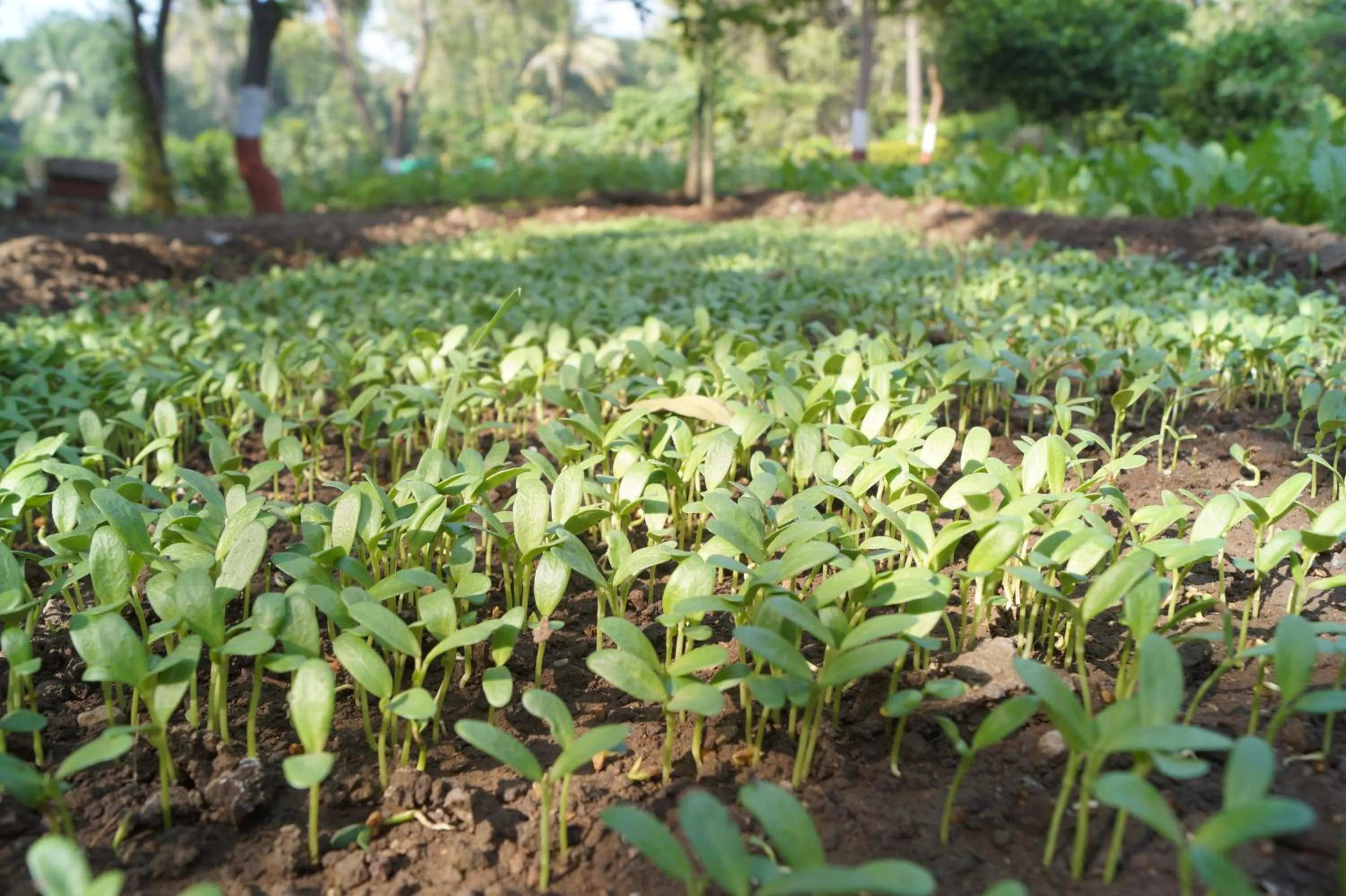 Natural landscape in Ambassador Ajanta Hotel, Aurangabad