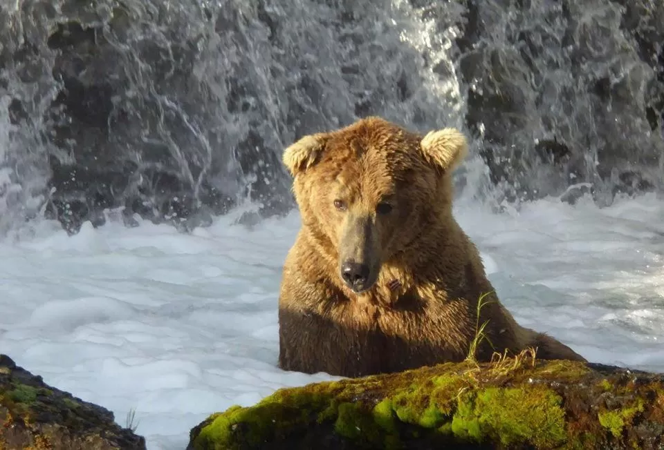 Summer, Other Animals in Halcyon Heights B&B/Inn
