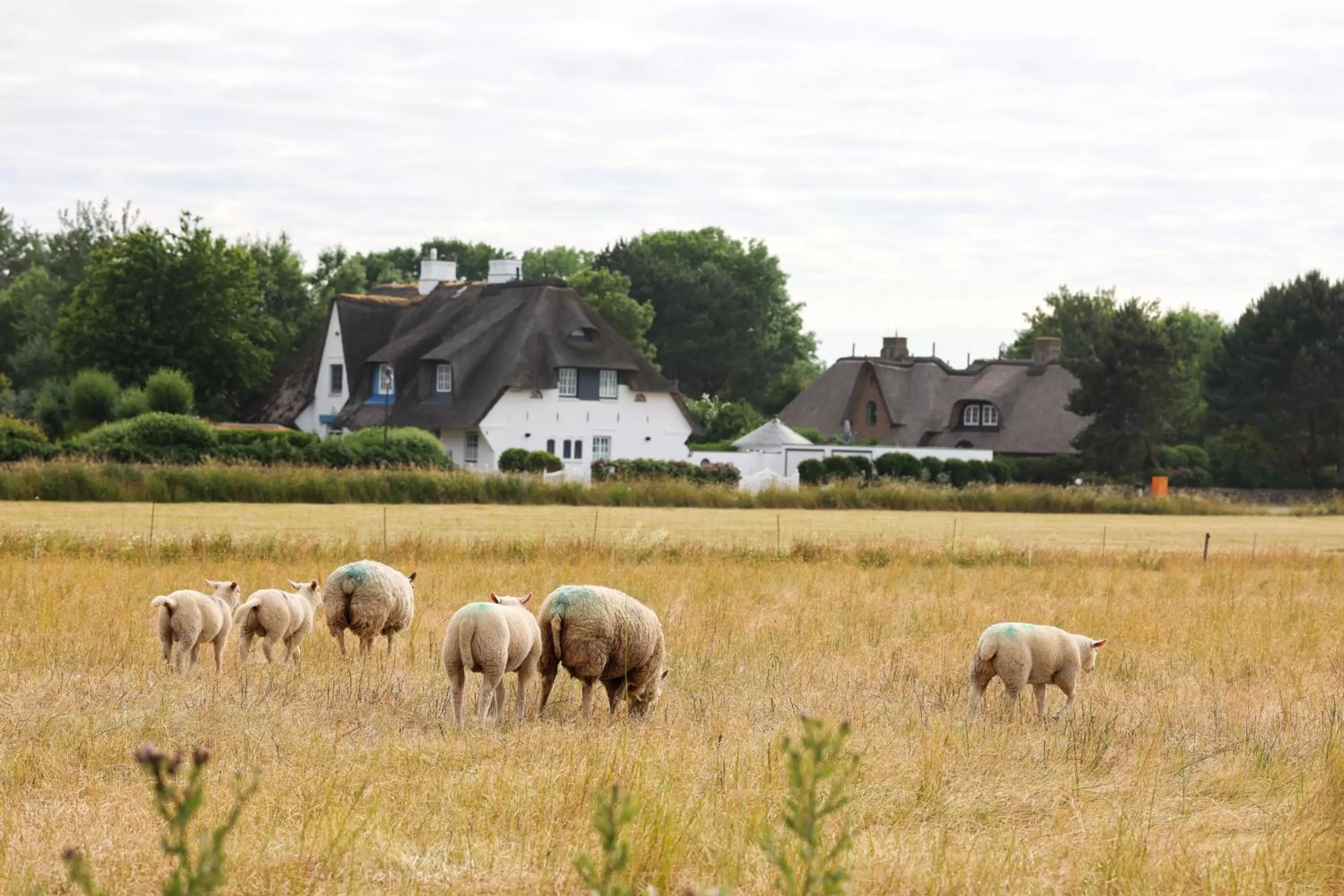 Animals in Mimosa Hotel