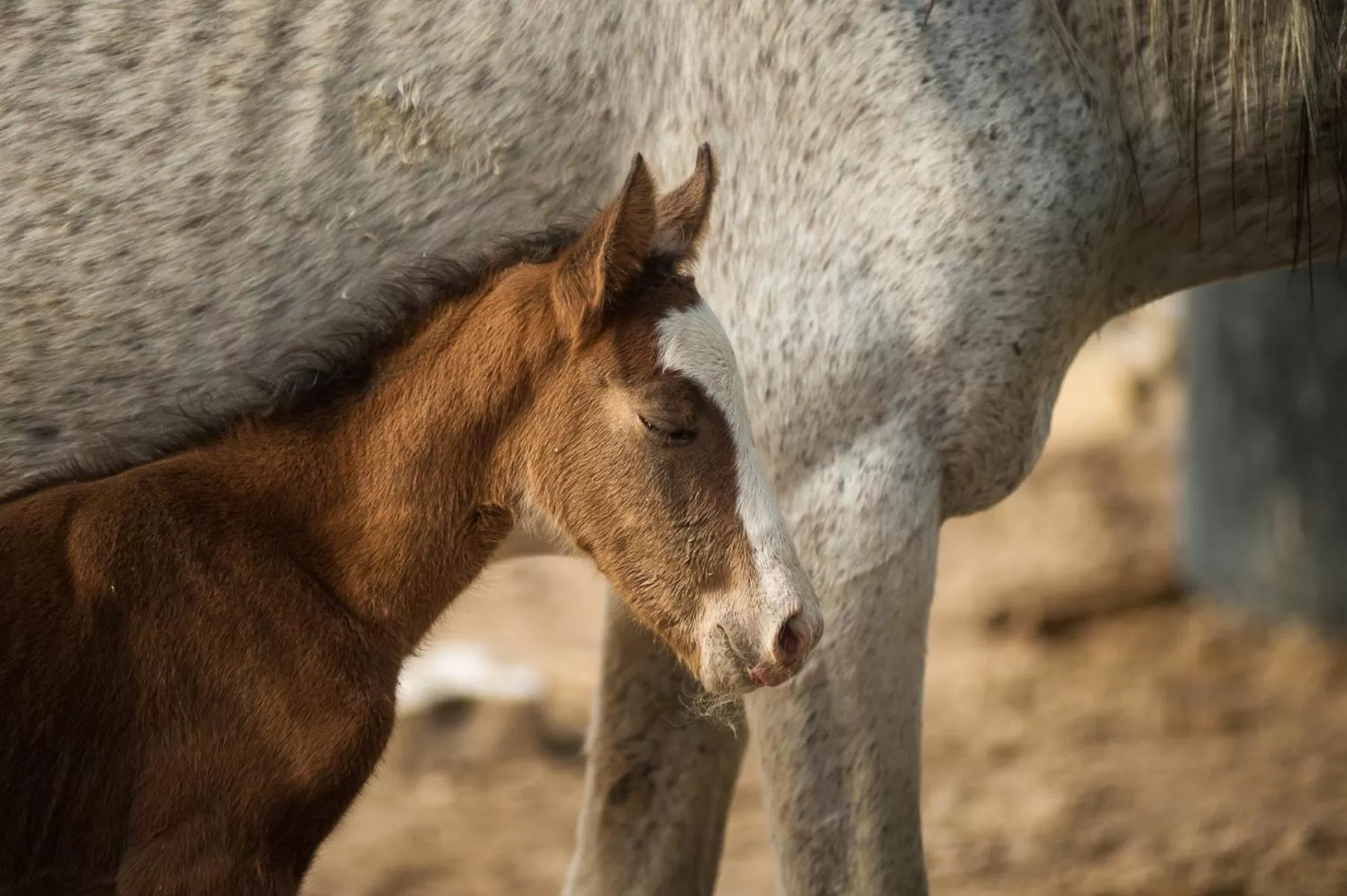 Property building in Amargosa Opera House & Hotel