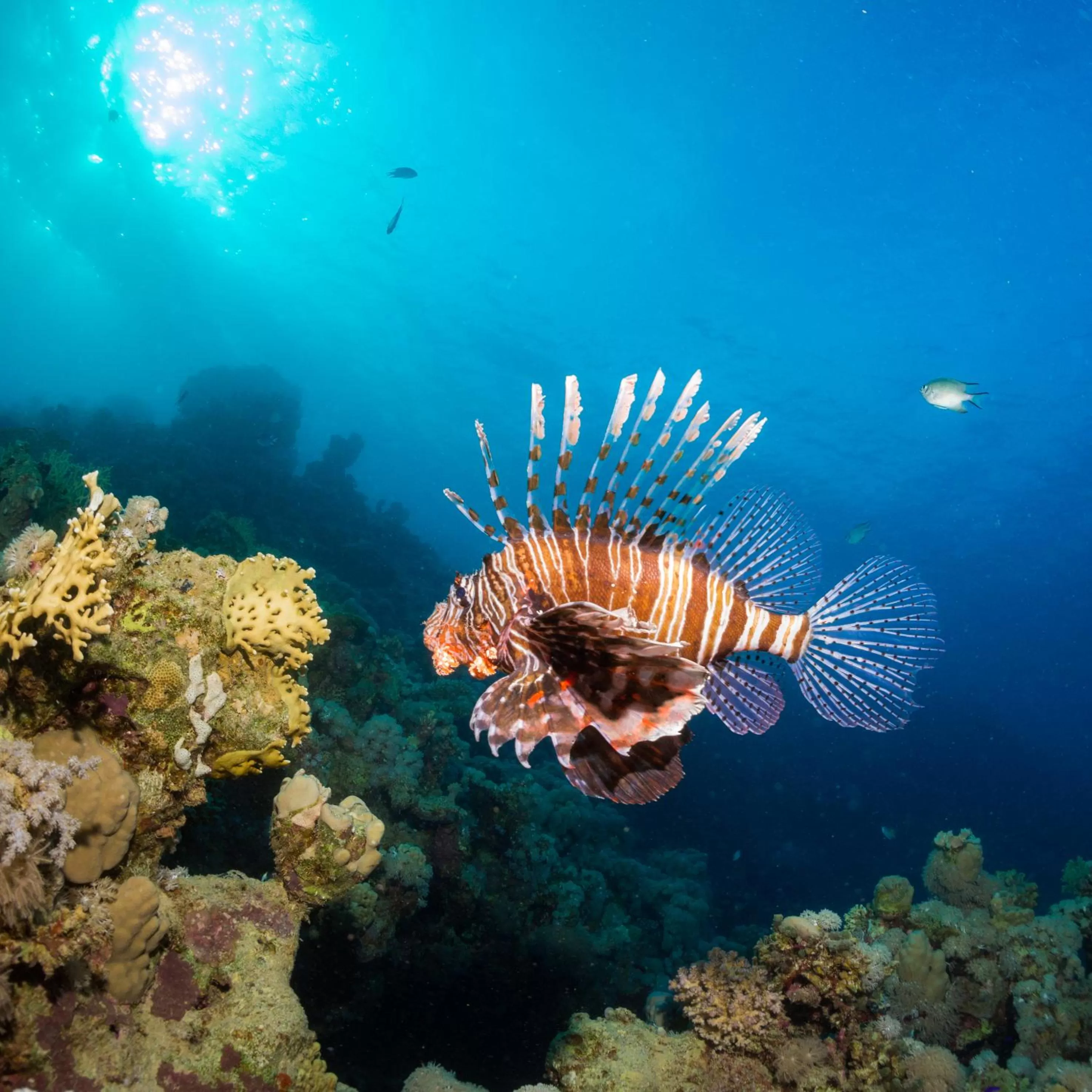 Snorkeling in Coral Sun Beach