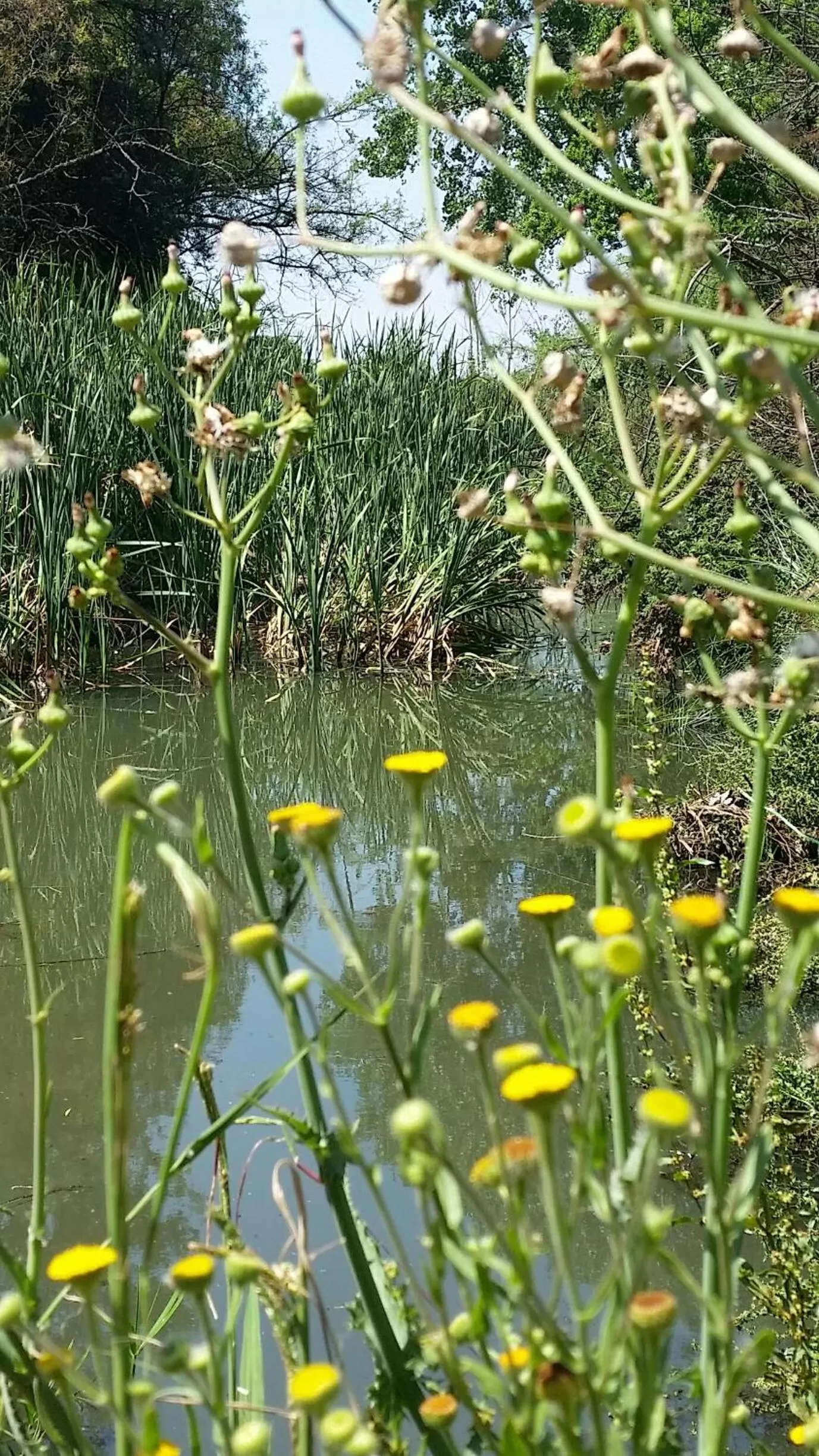Garden in Amberhall Guesthouse
