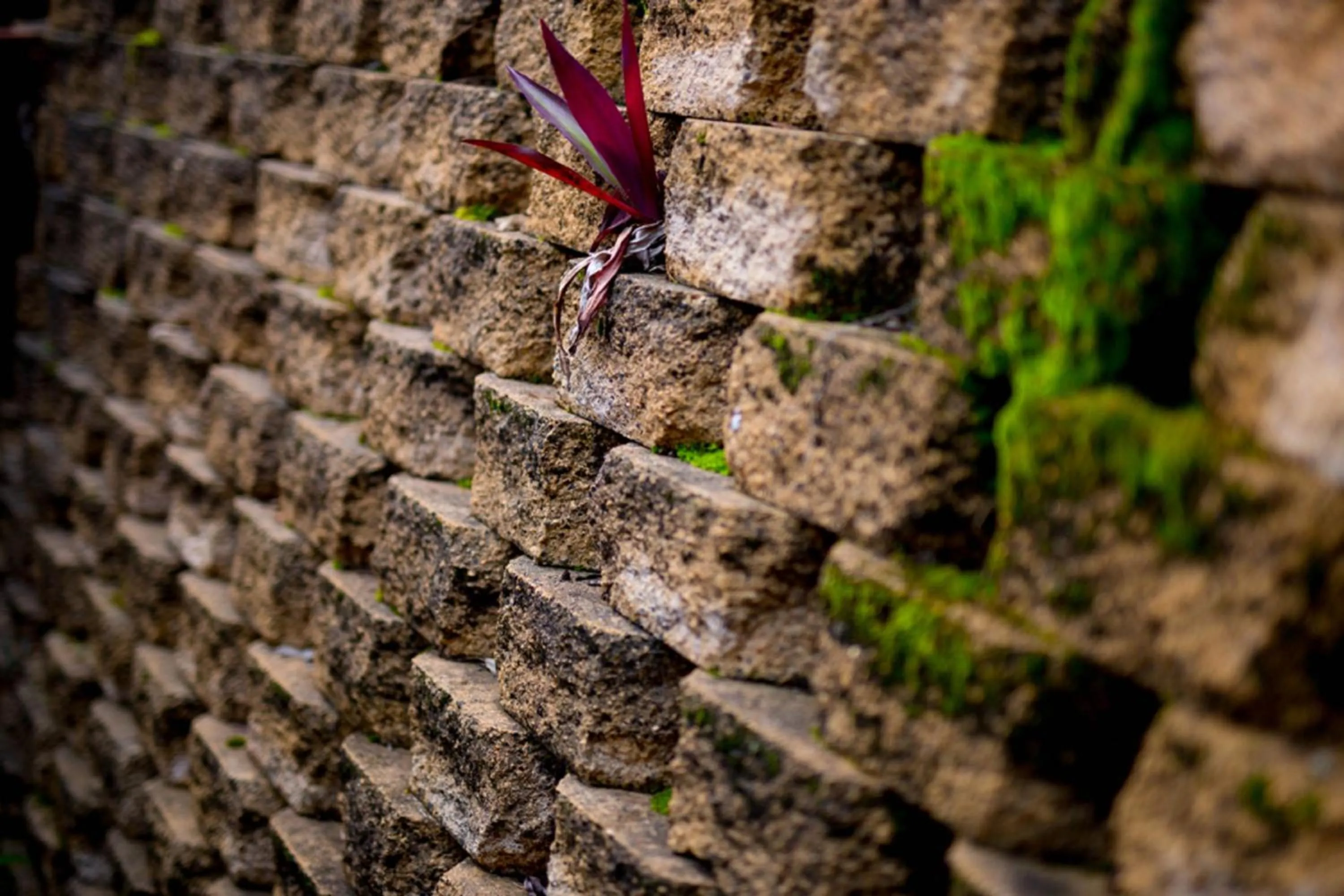 Garden in Escarpment Retreat & Day Spa for Couples