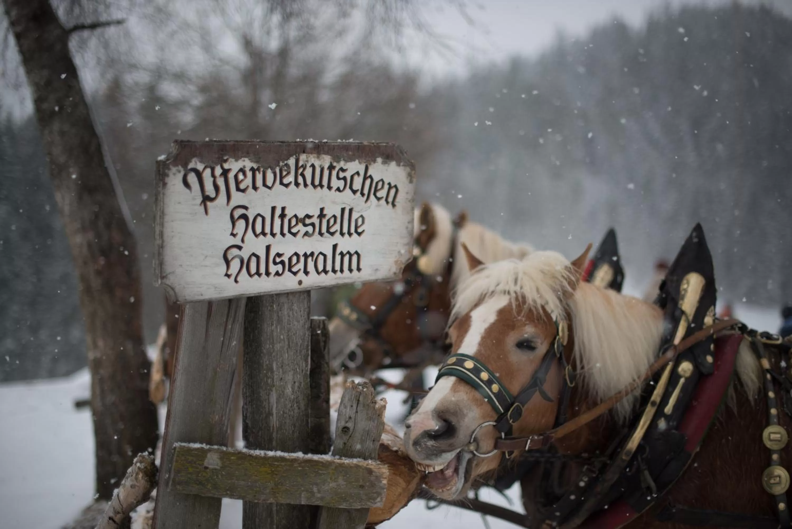Horse-riding in Naturhotel Lärchenhof