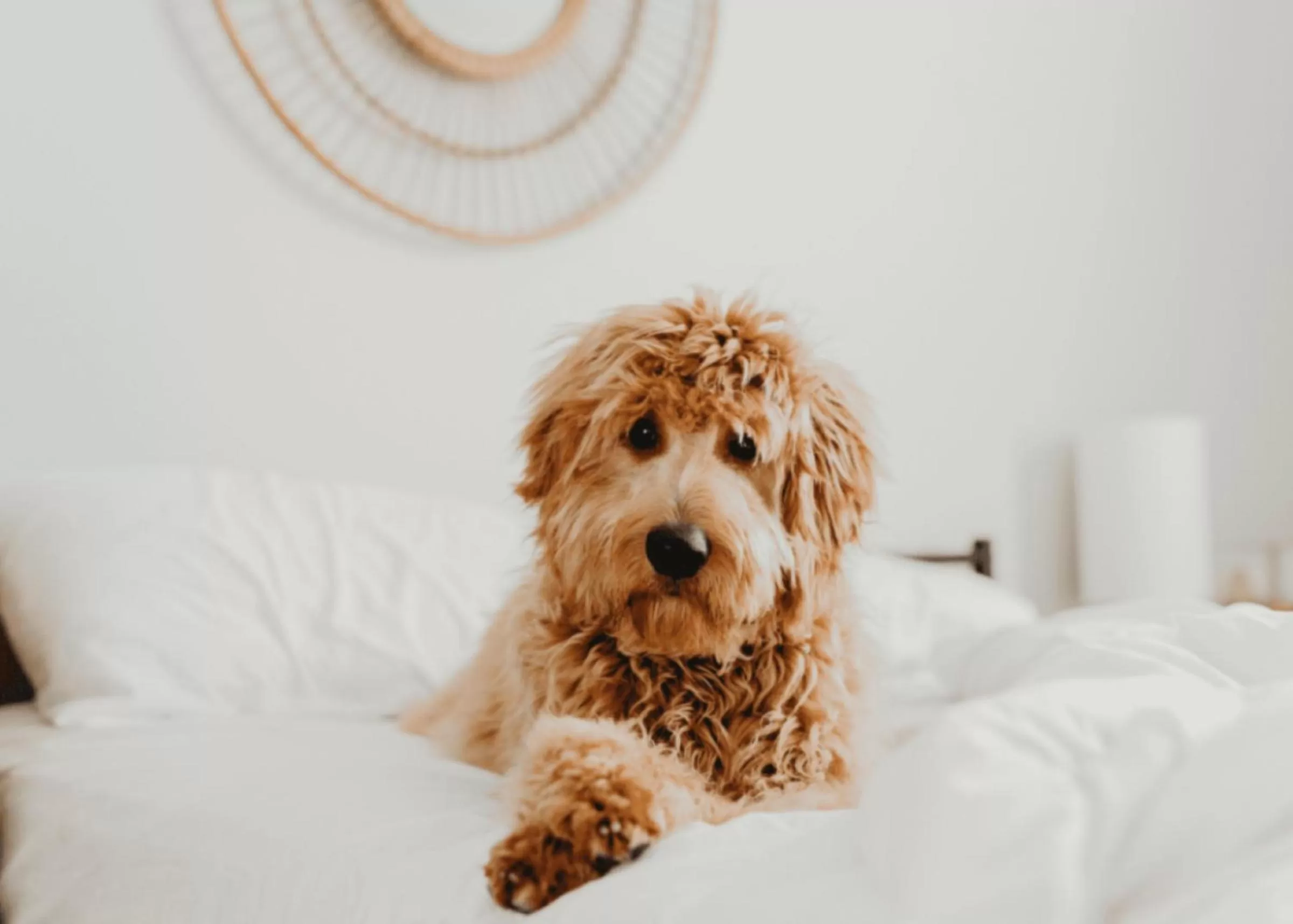 Pets, Bed in Wingate by Wyndham Beaver I-15