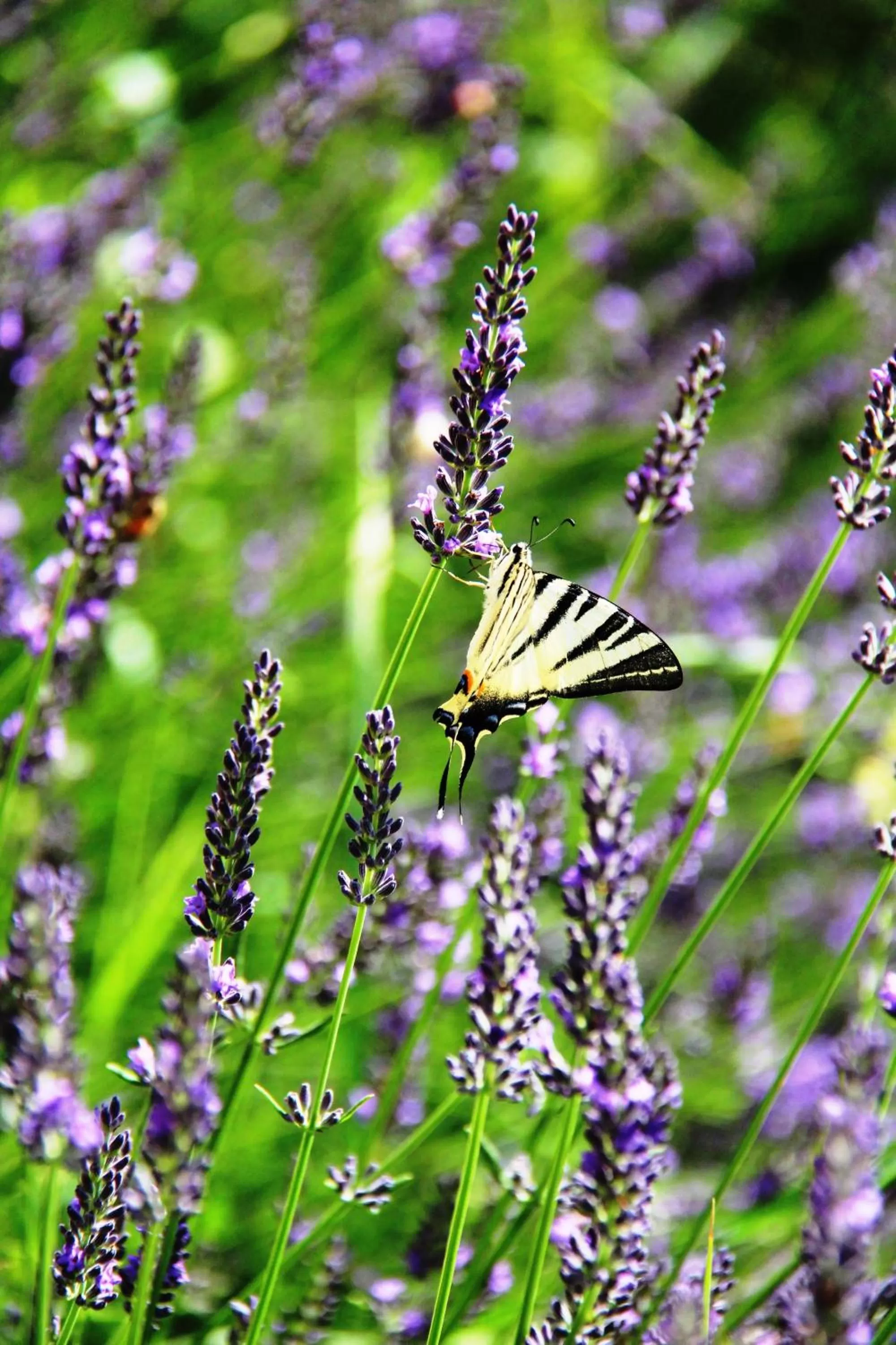 Garden in Armonie di Villa Incontri B&B