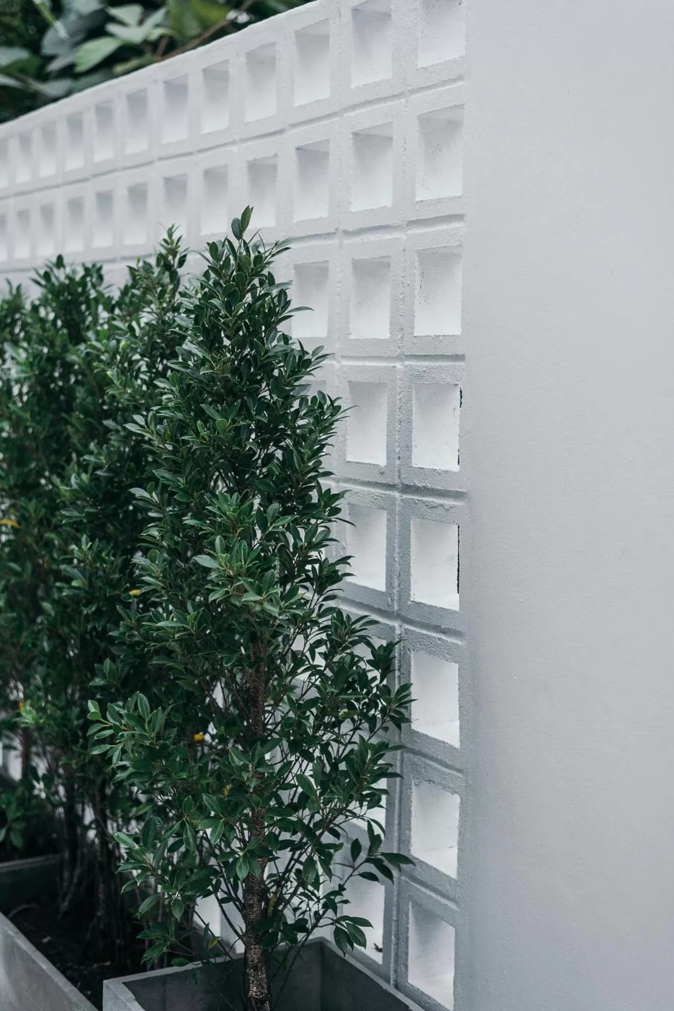 Garden in The Mellow Pillow Hotel @ Chiang Mai Gate