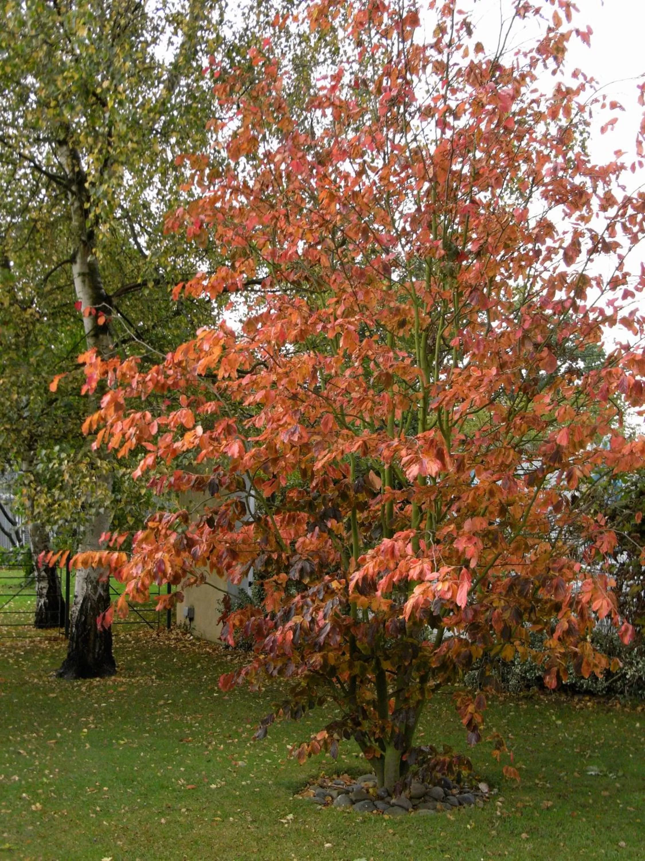 Garden in South Lodge