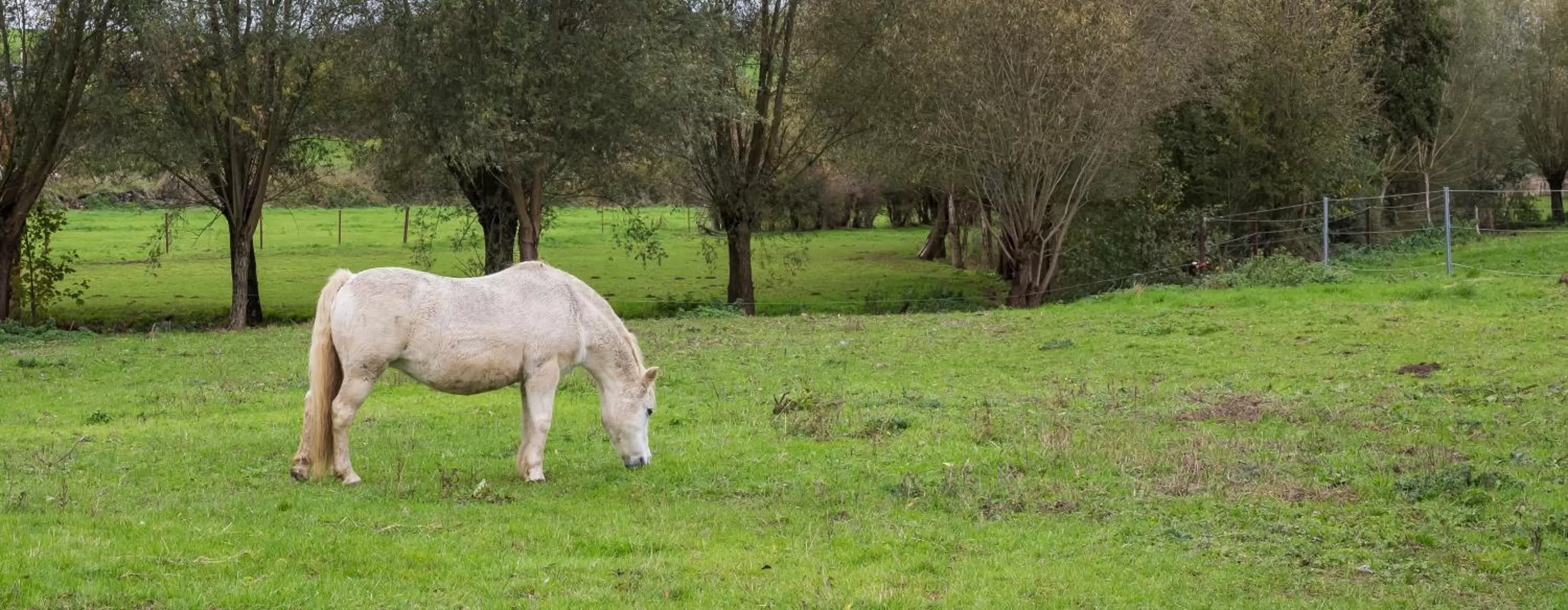 Pets, Other Animals in B&B Ferme Château de Laneffe