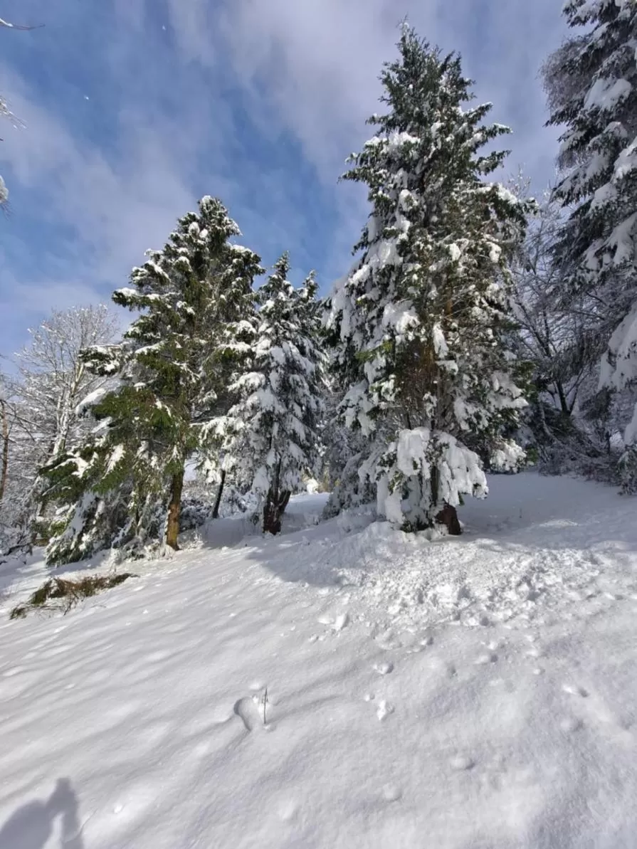 Garden in Robin Hood Farm B&B