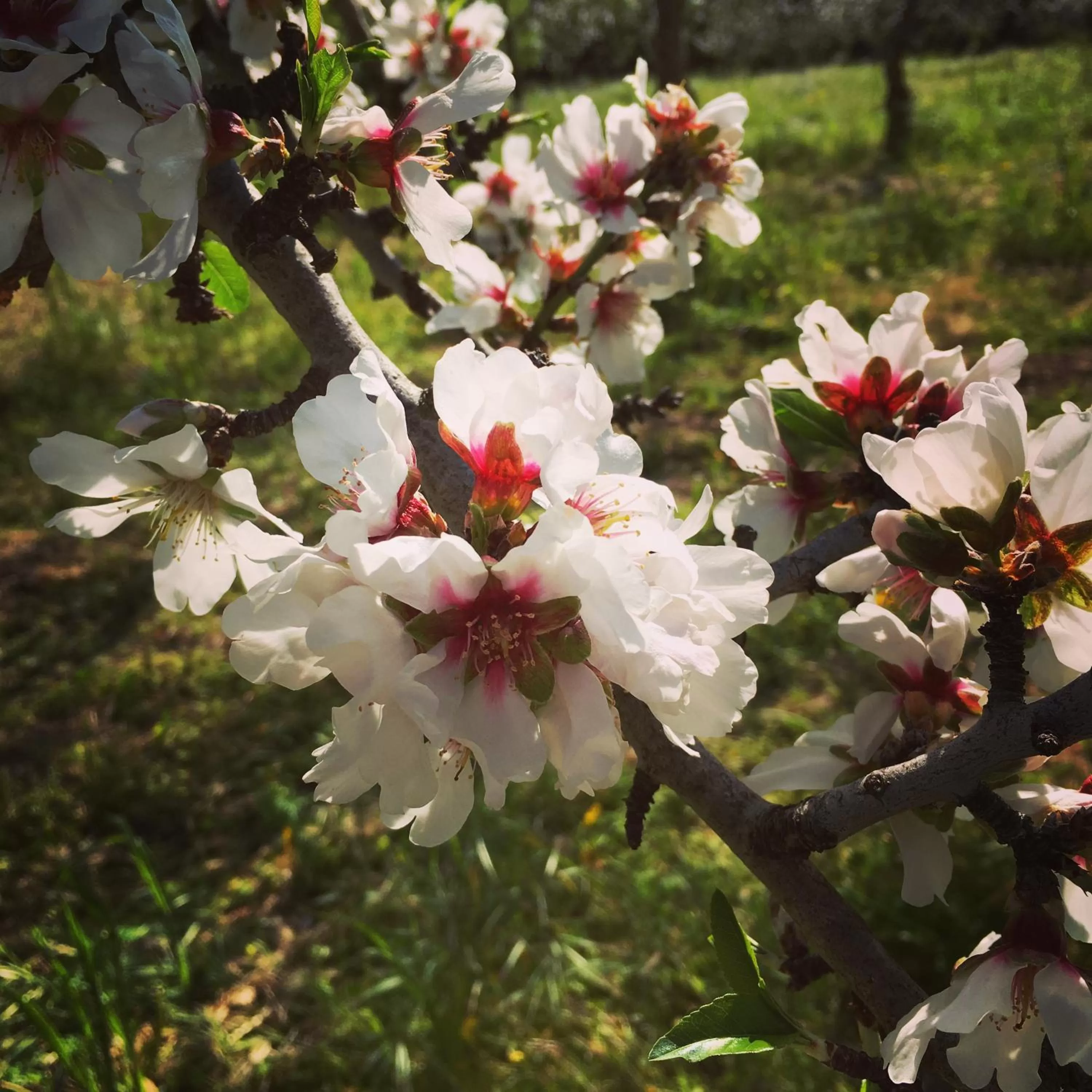Spring in Baglio Genovesi