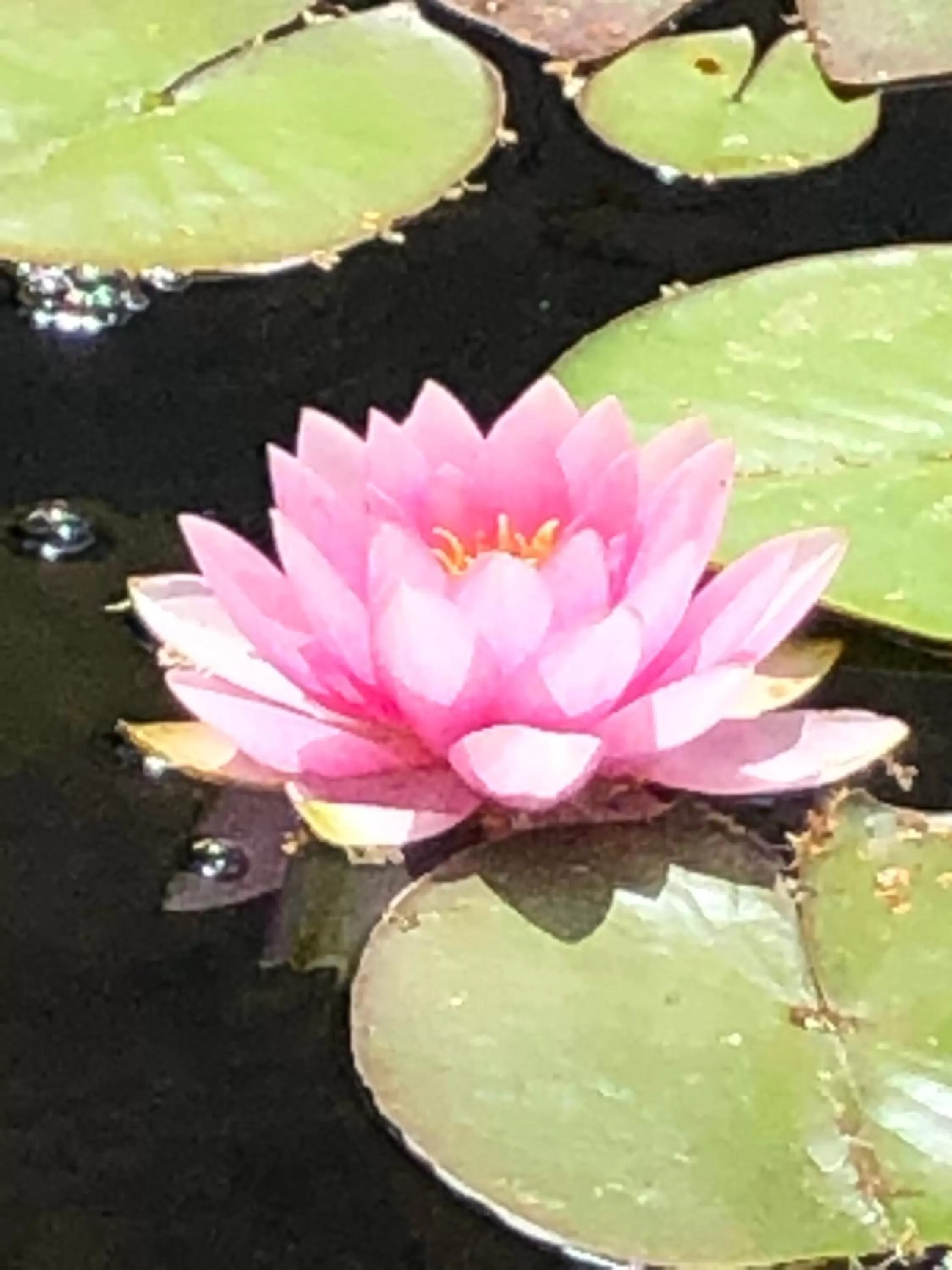 Garden in Haus Adams - das Wohlfühl Gästehaus