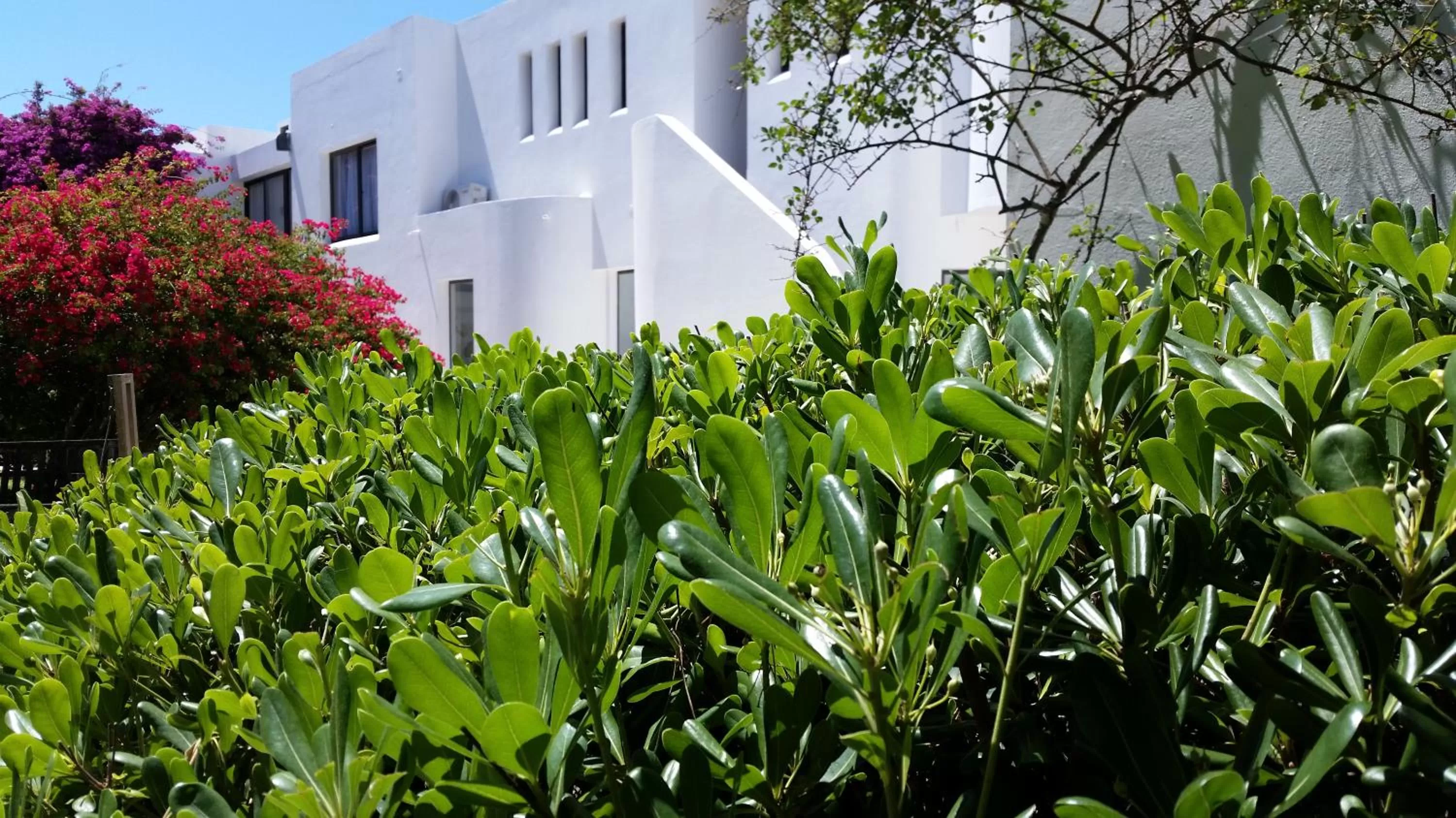 Garden in Posada de los Pajaros