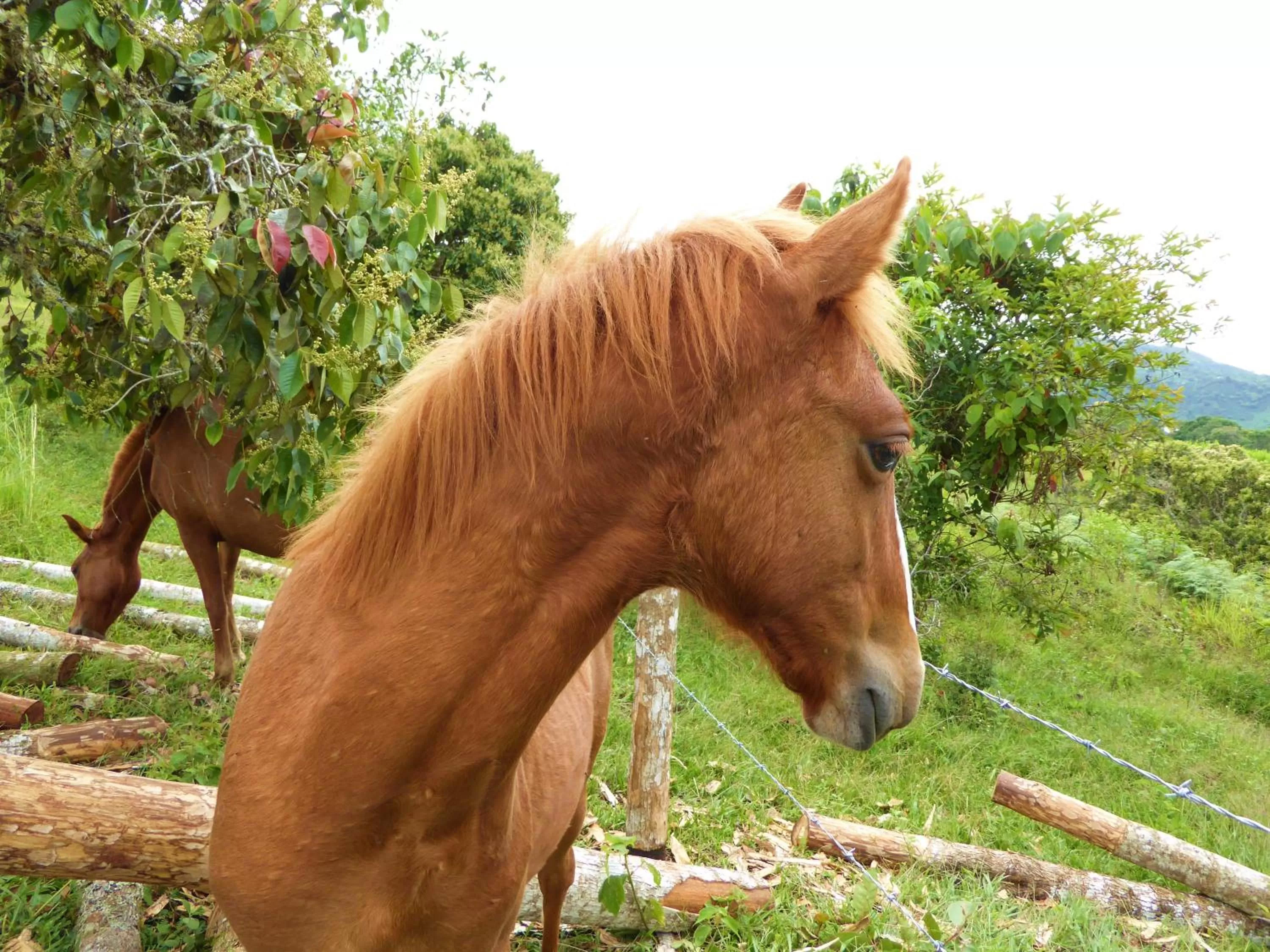 Pets in Finca El Cielo
