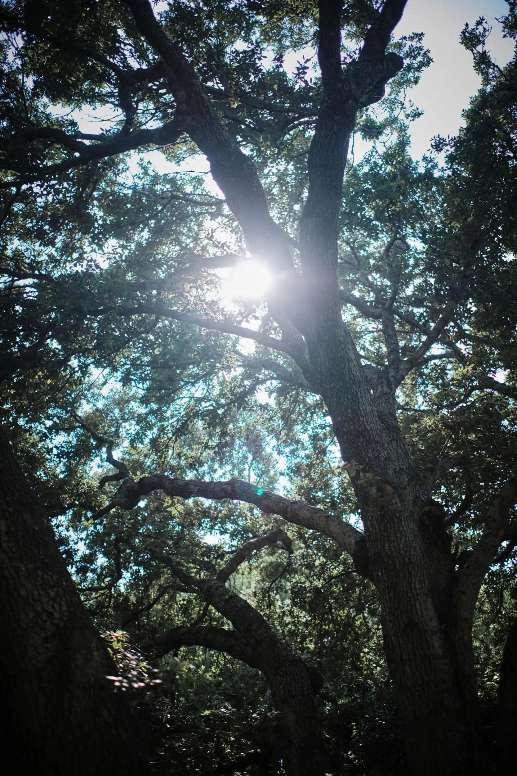 Garden in Prinsotel Mal Pas - Adults Only