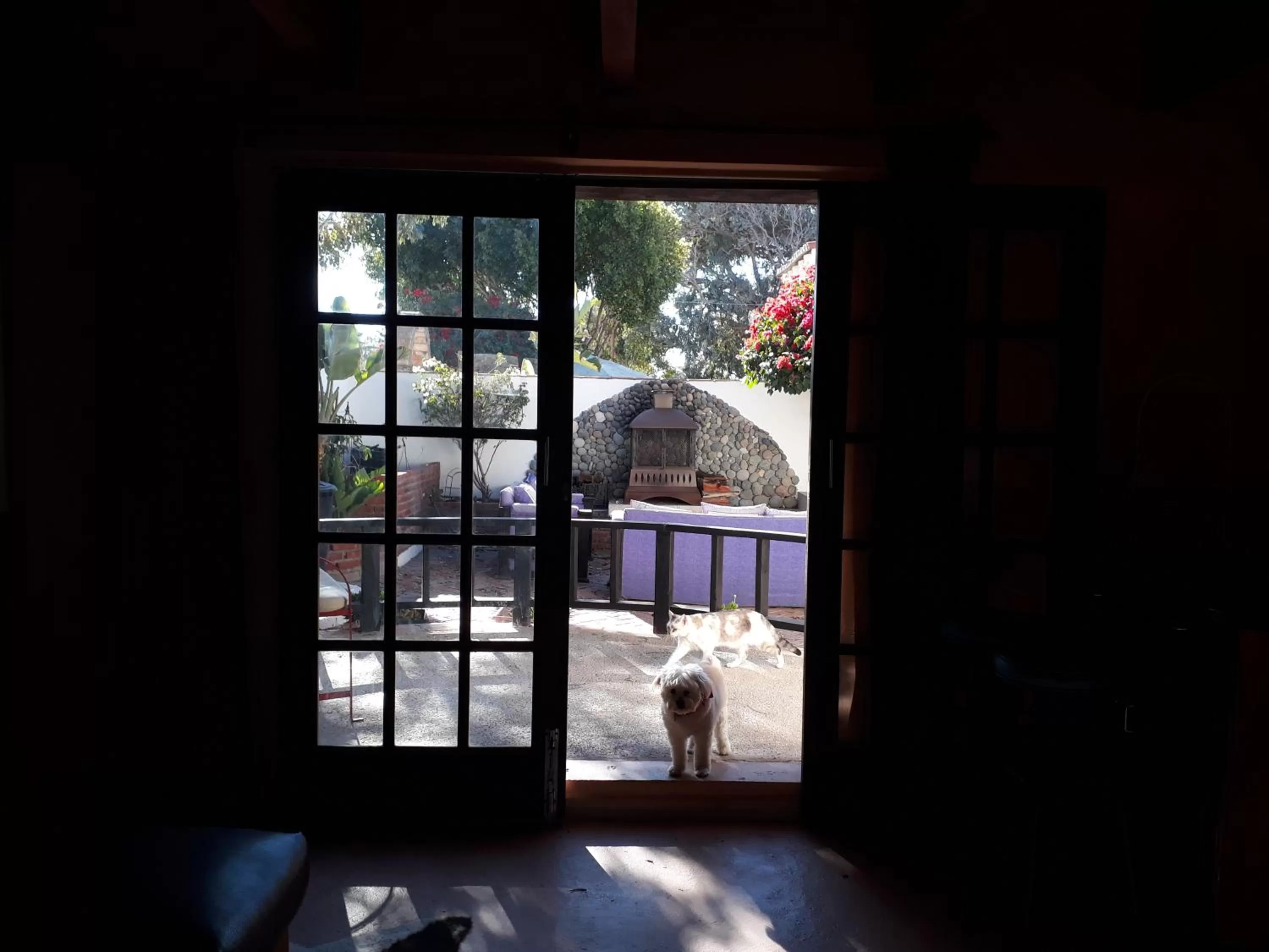 Pets in Hacienda Rancho Santini