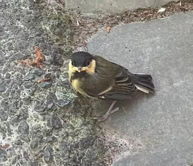 Animals in B&B Het Zonnehuis Boxtel