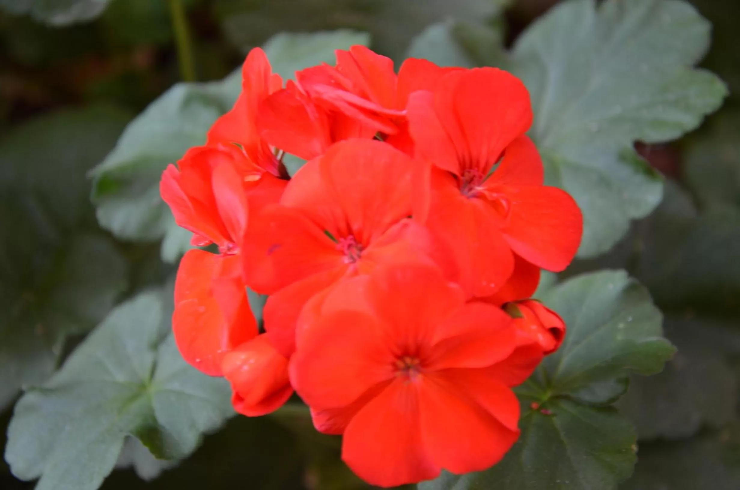 Decorative detail in Il Torrione