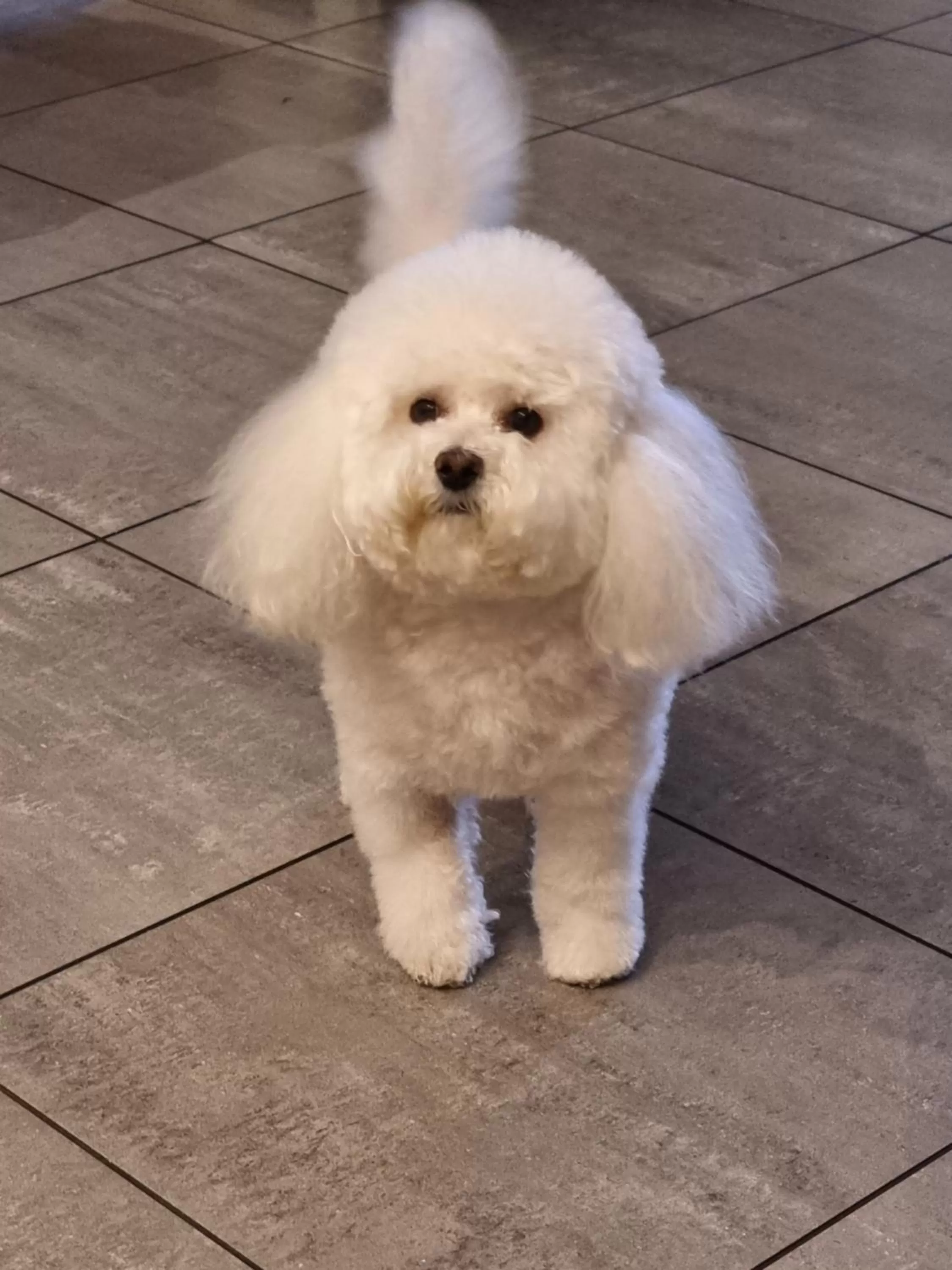 Animals in Hotel Garni Golf