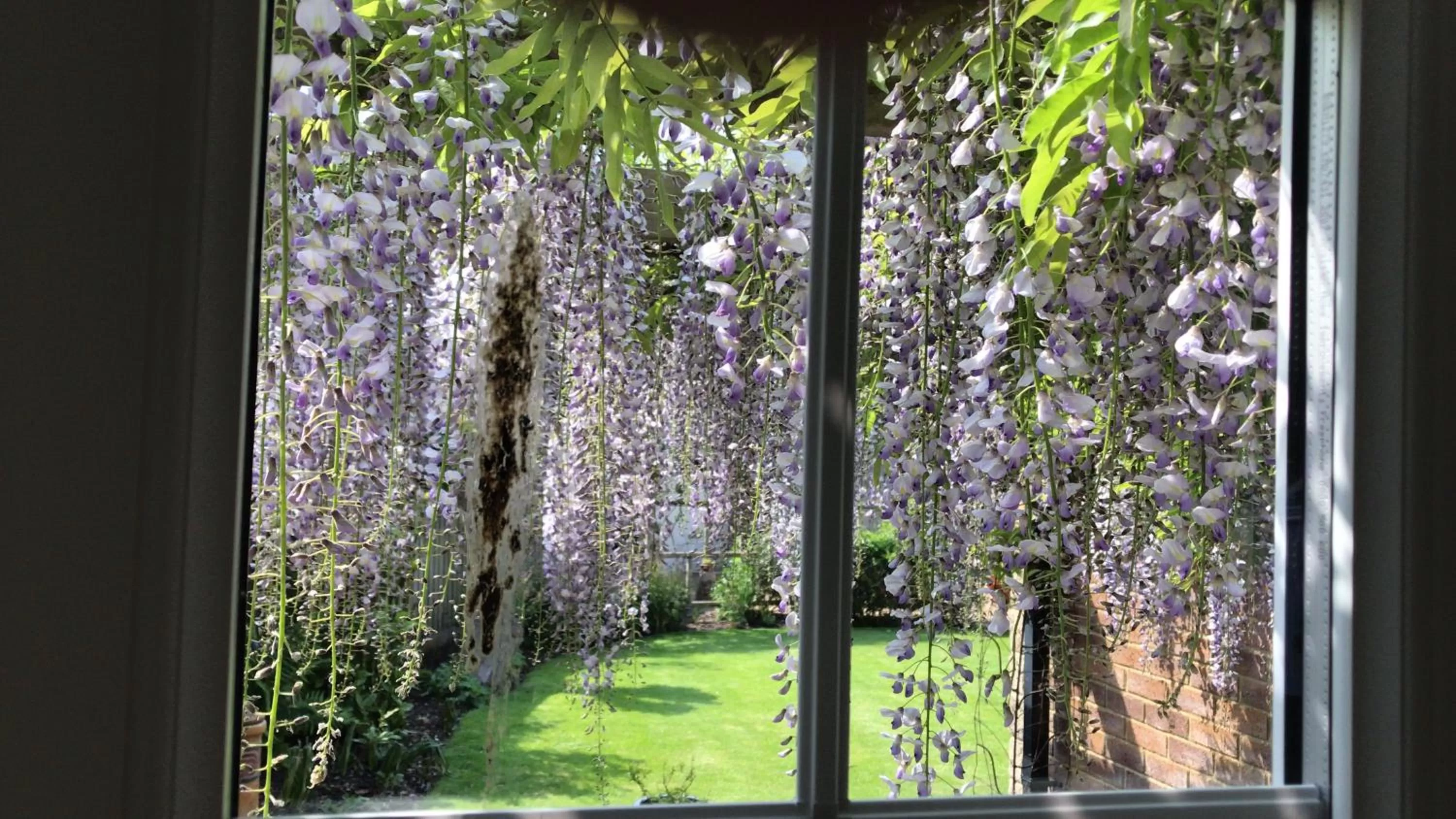 Garden in Bub Lane Cottage