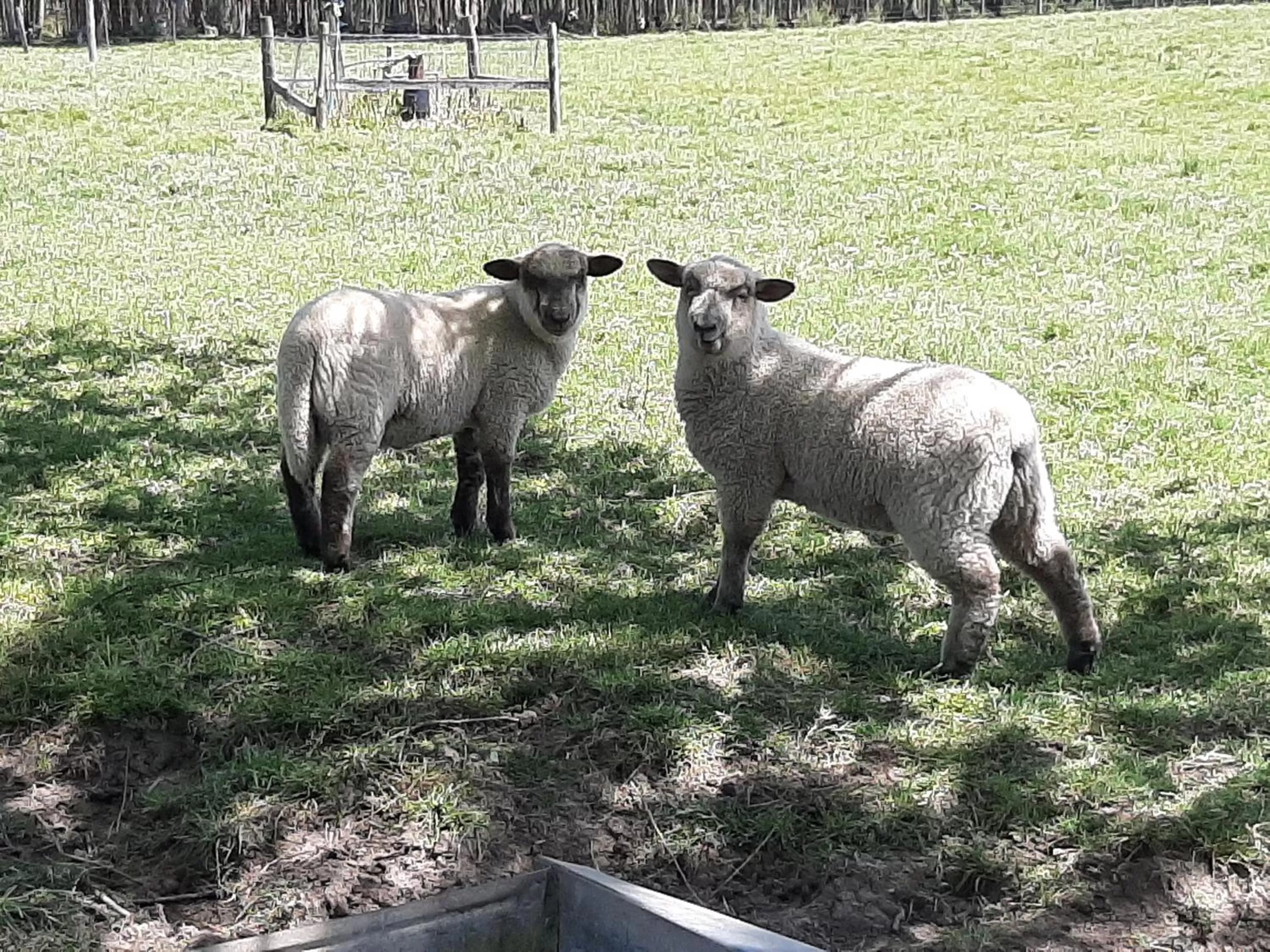 Entertainment in Estancia Renacimiento