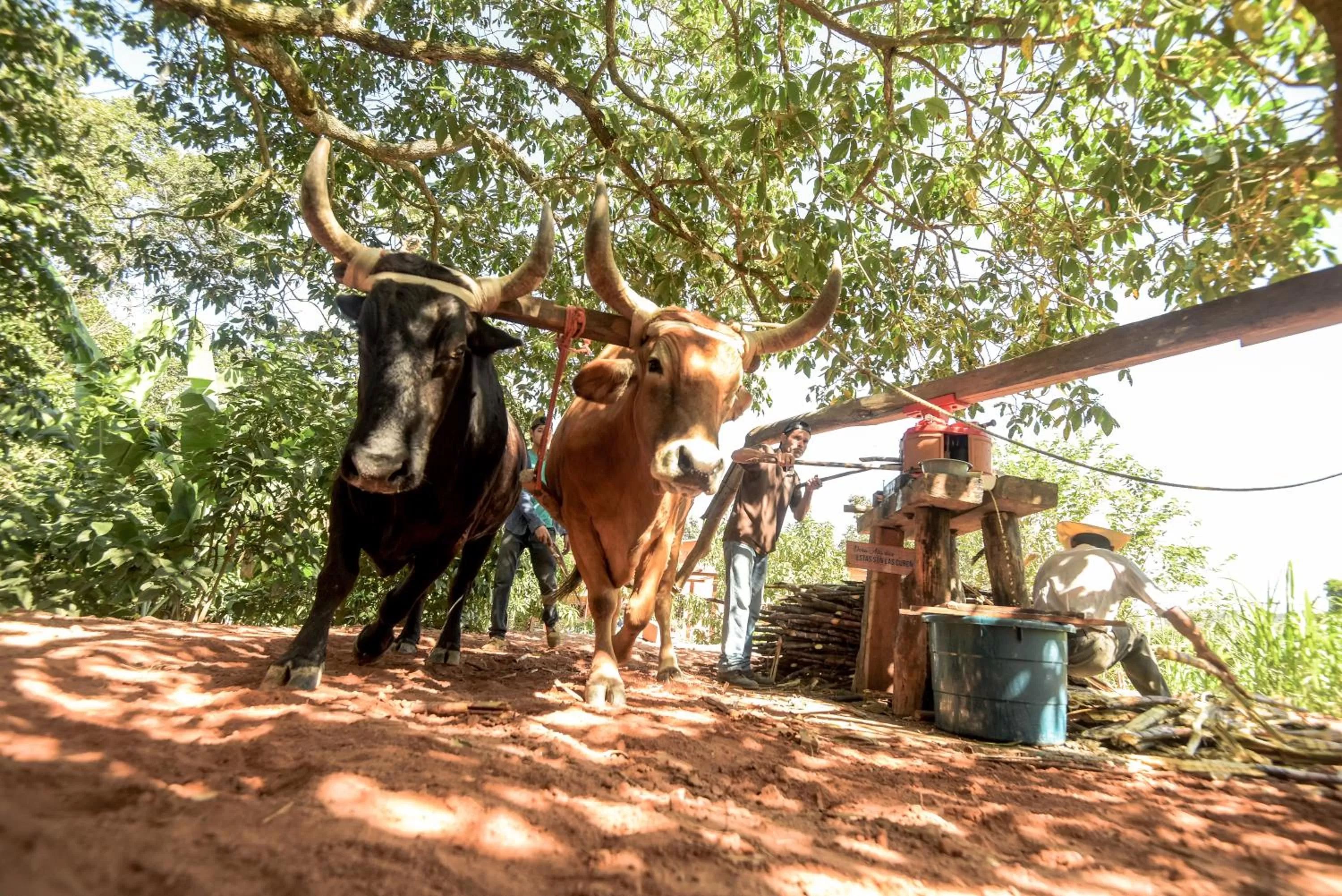 Entertainment, Other Animals in Hotel de Campo Villa de Ada
