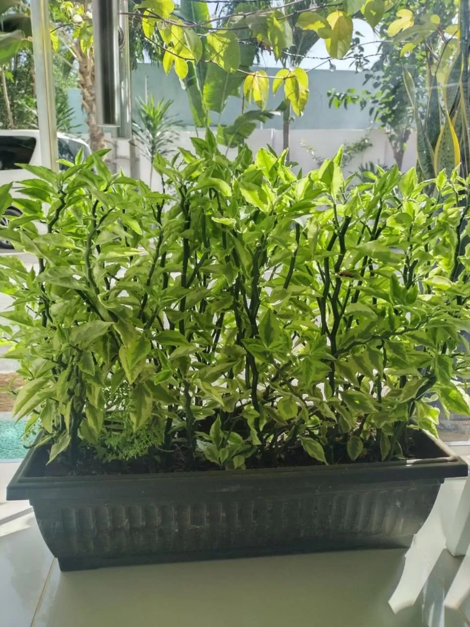 Garden view in 6 Park Retreat