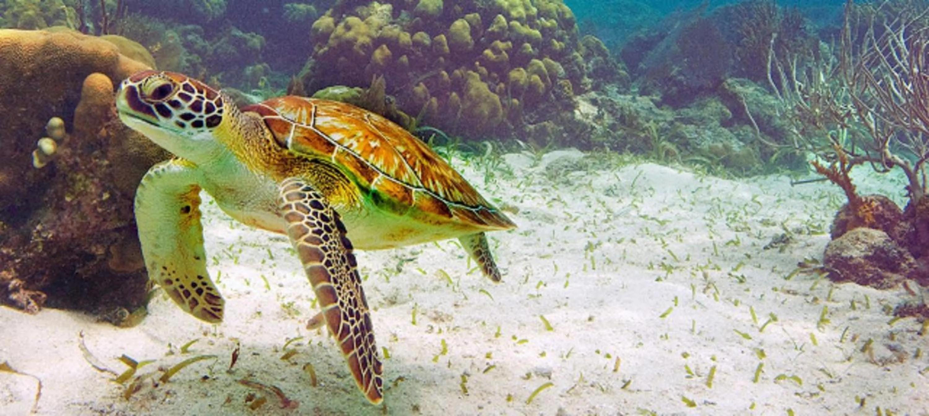 Snorkeling in Ramon's Village Resort