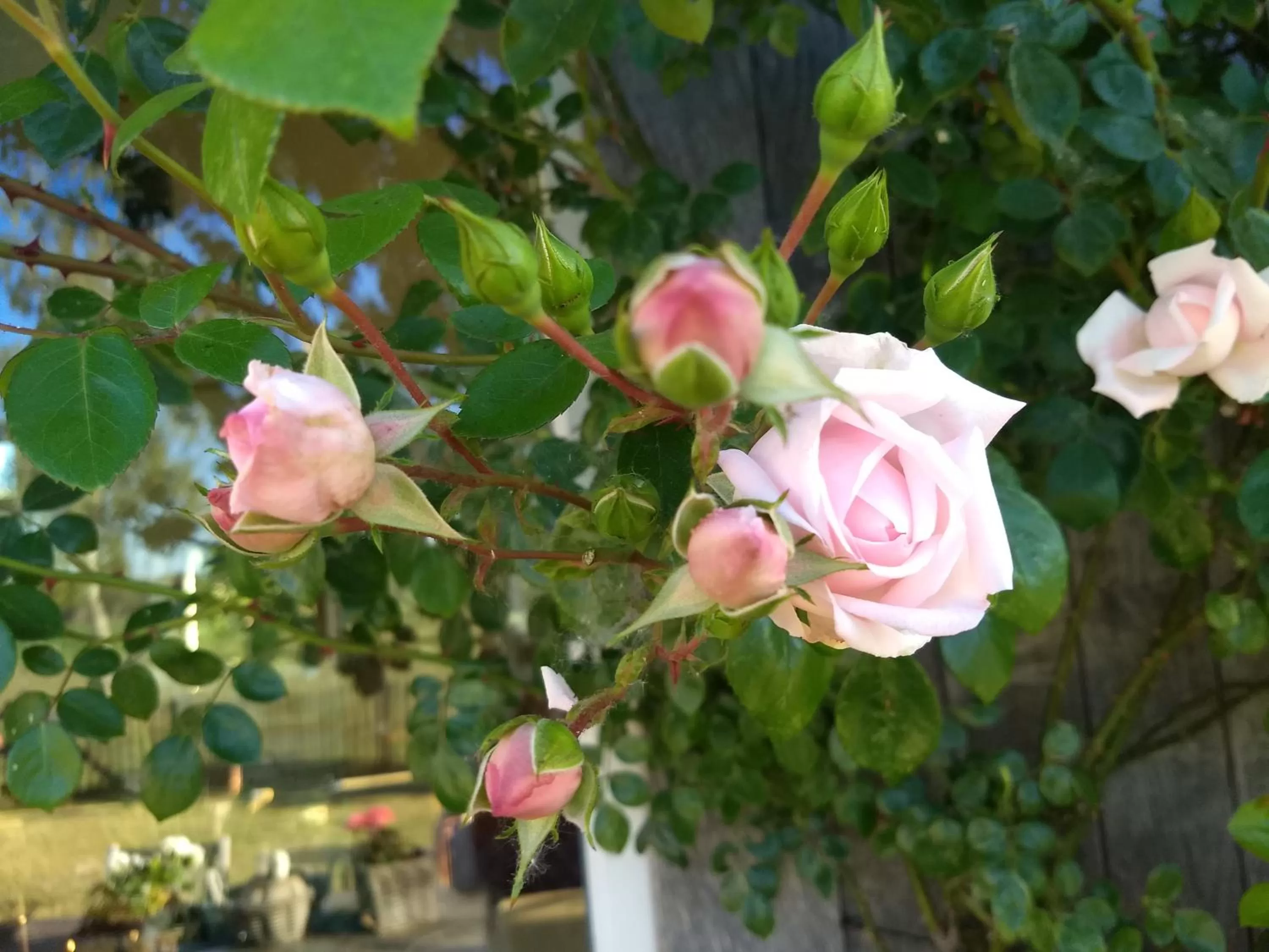 Garden in B&B De Vossenbarm