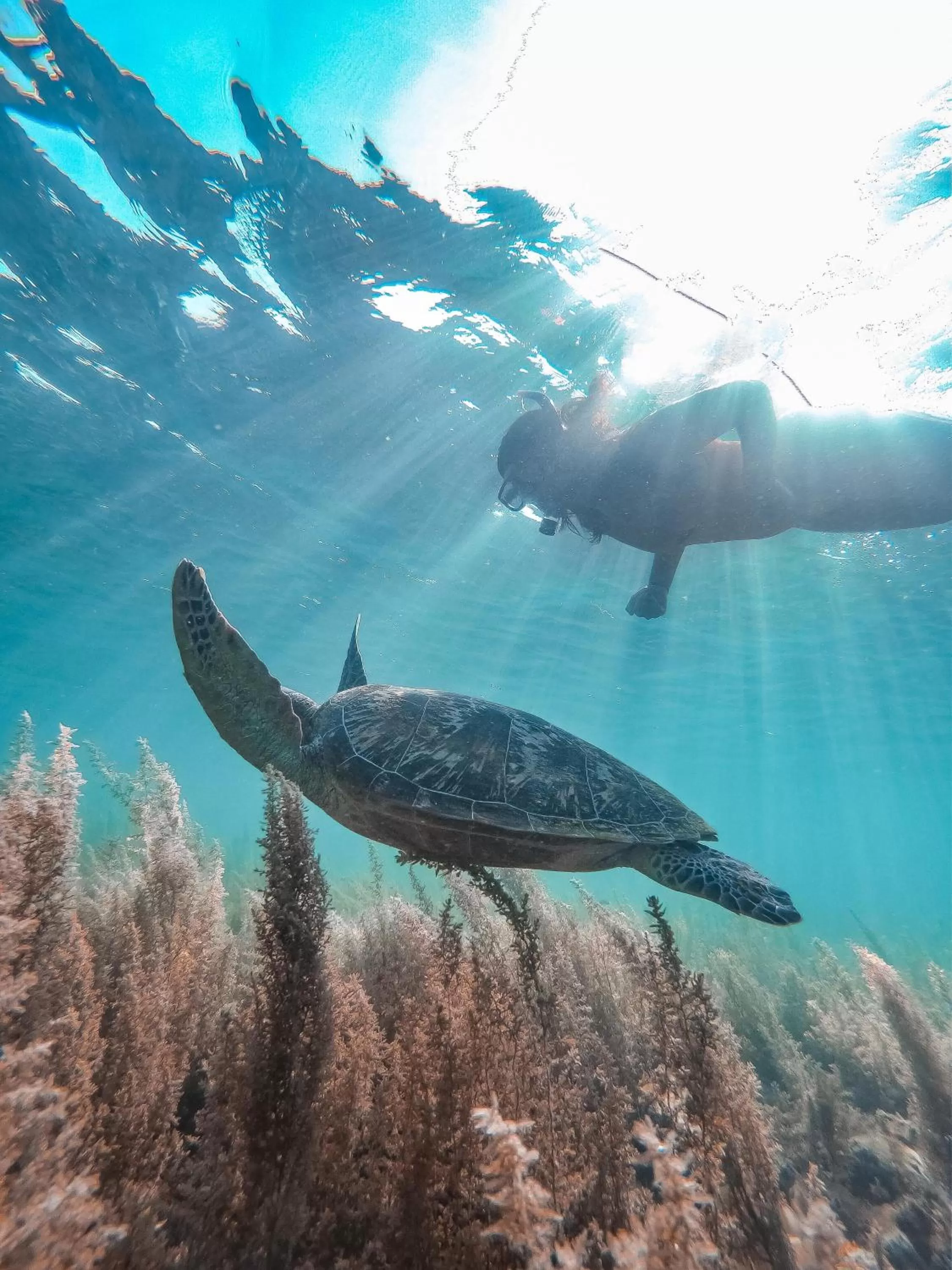 Snorkeling, Other Animals in Pescadores Suites Moalboal