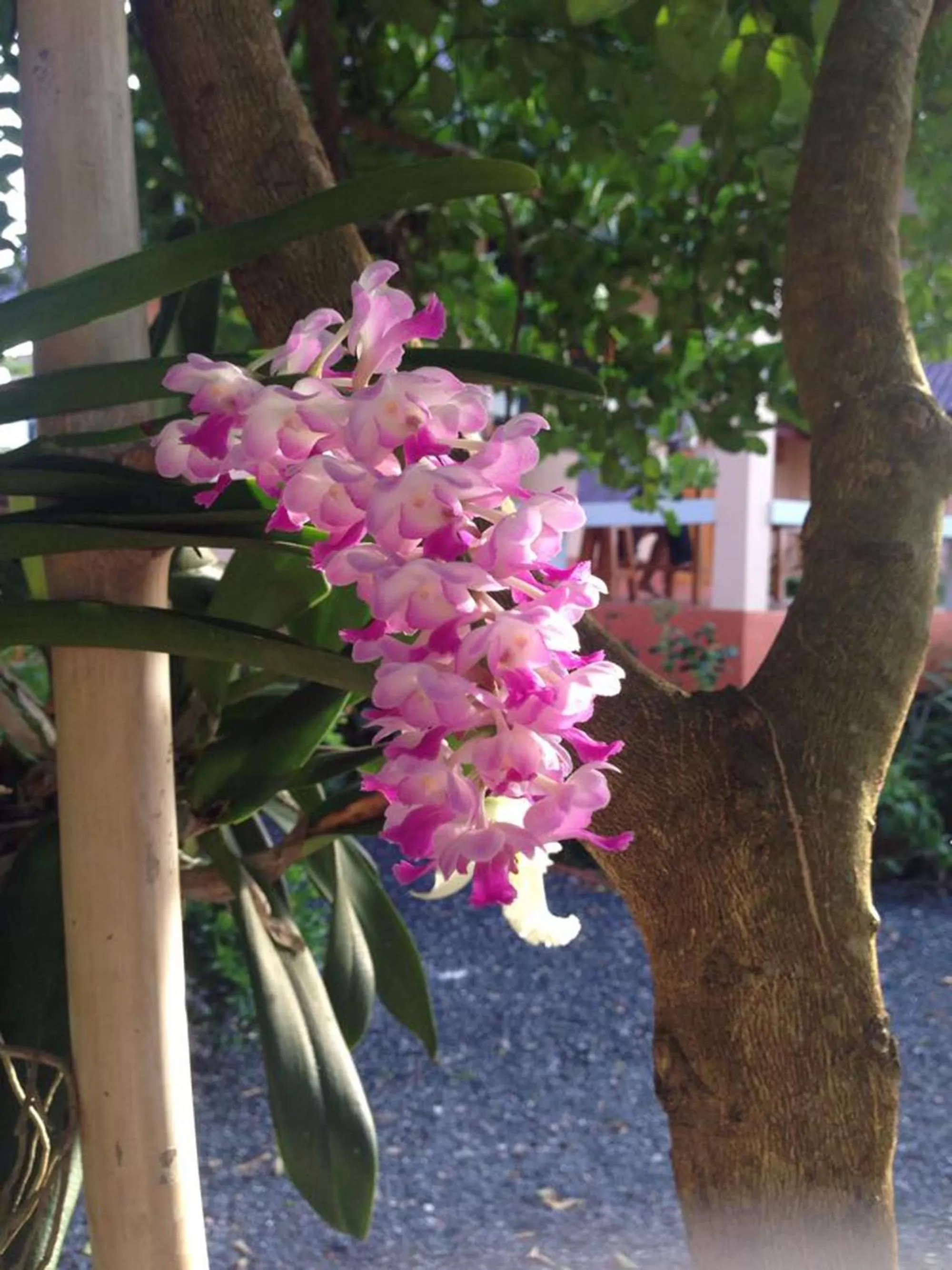 On site in Chuanchom Resort