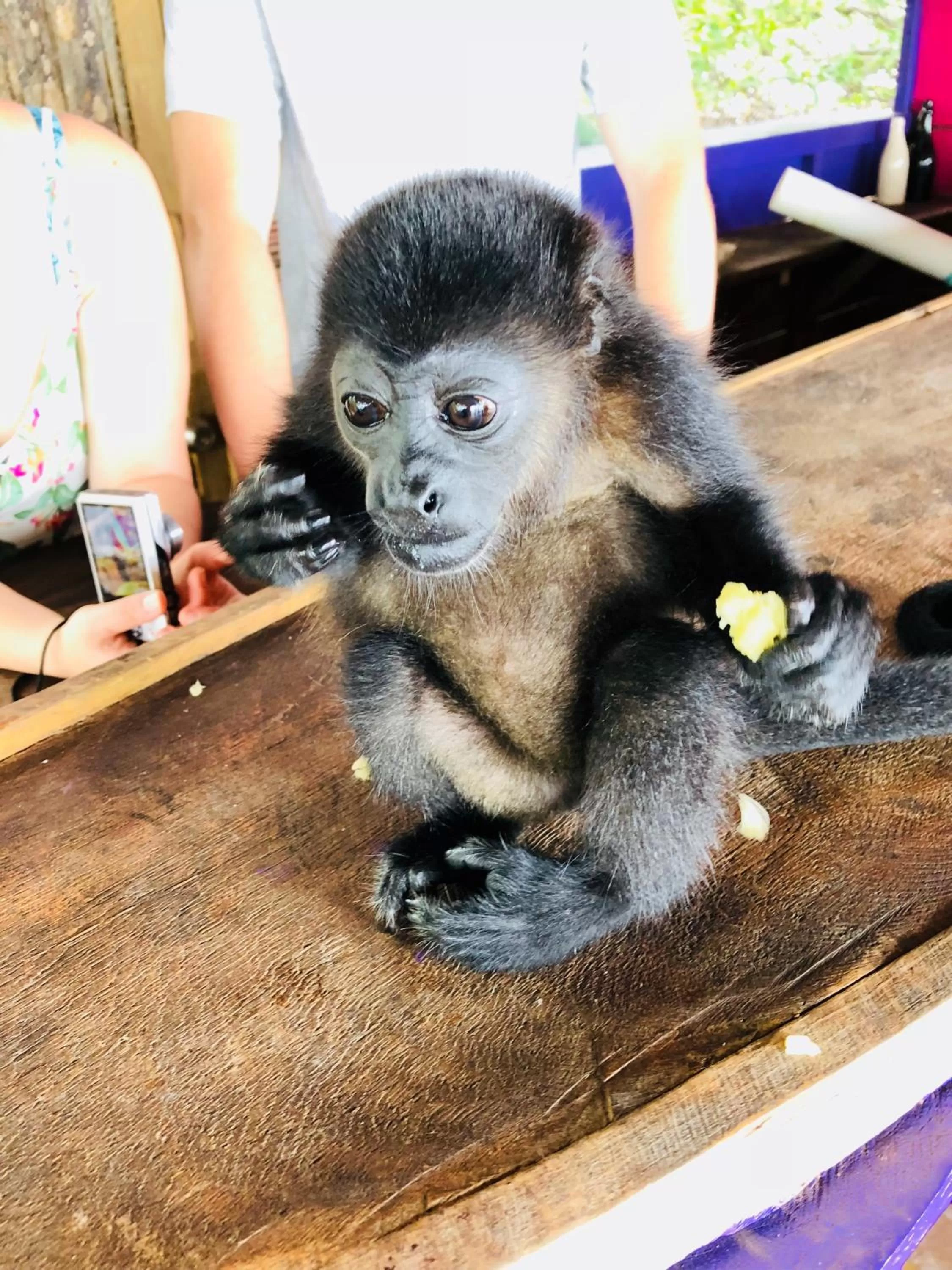 Off site, Other Animals in Casa Oceana Bed & Breakfast