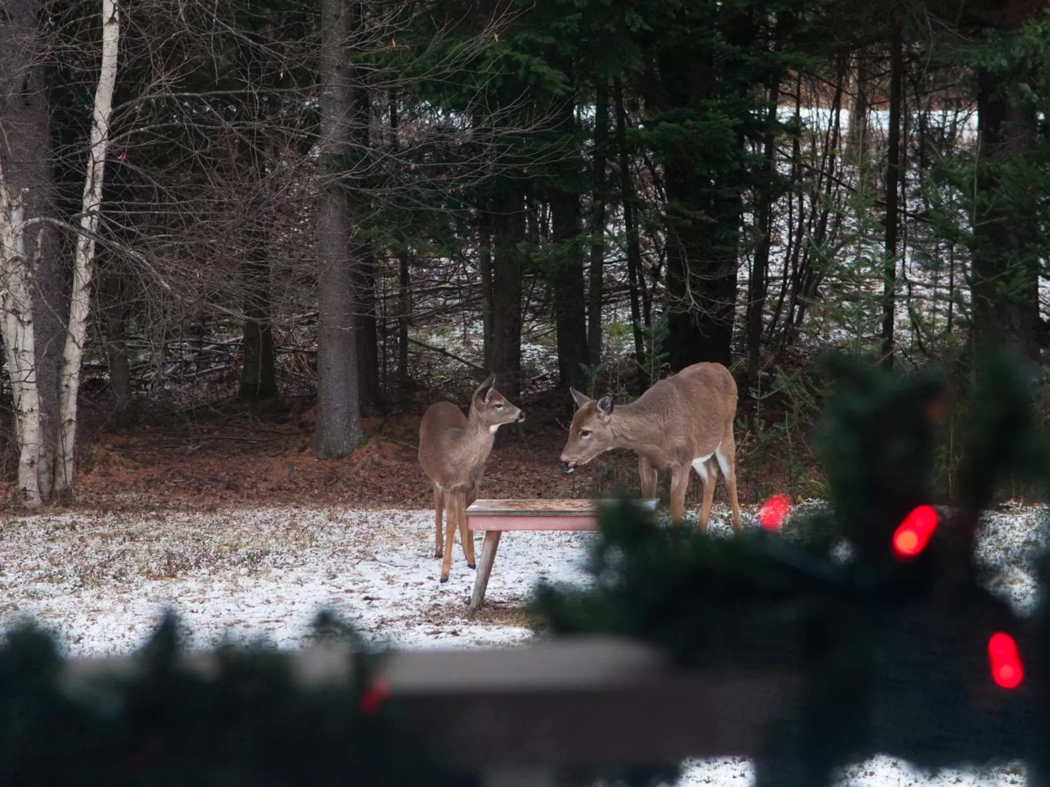 Animals in Gîte Crystal Inn