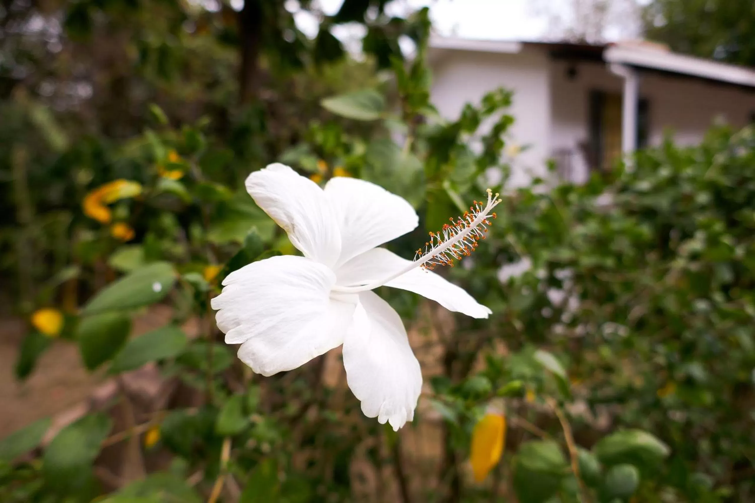 Garden in El Pacifico Hotel