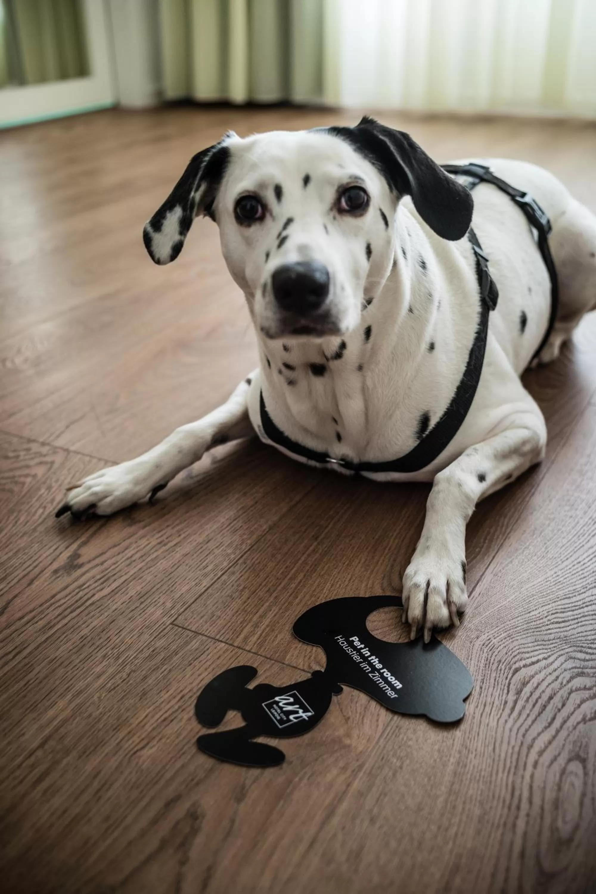 Pets in Art Hotel City Leipzig