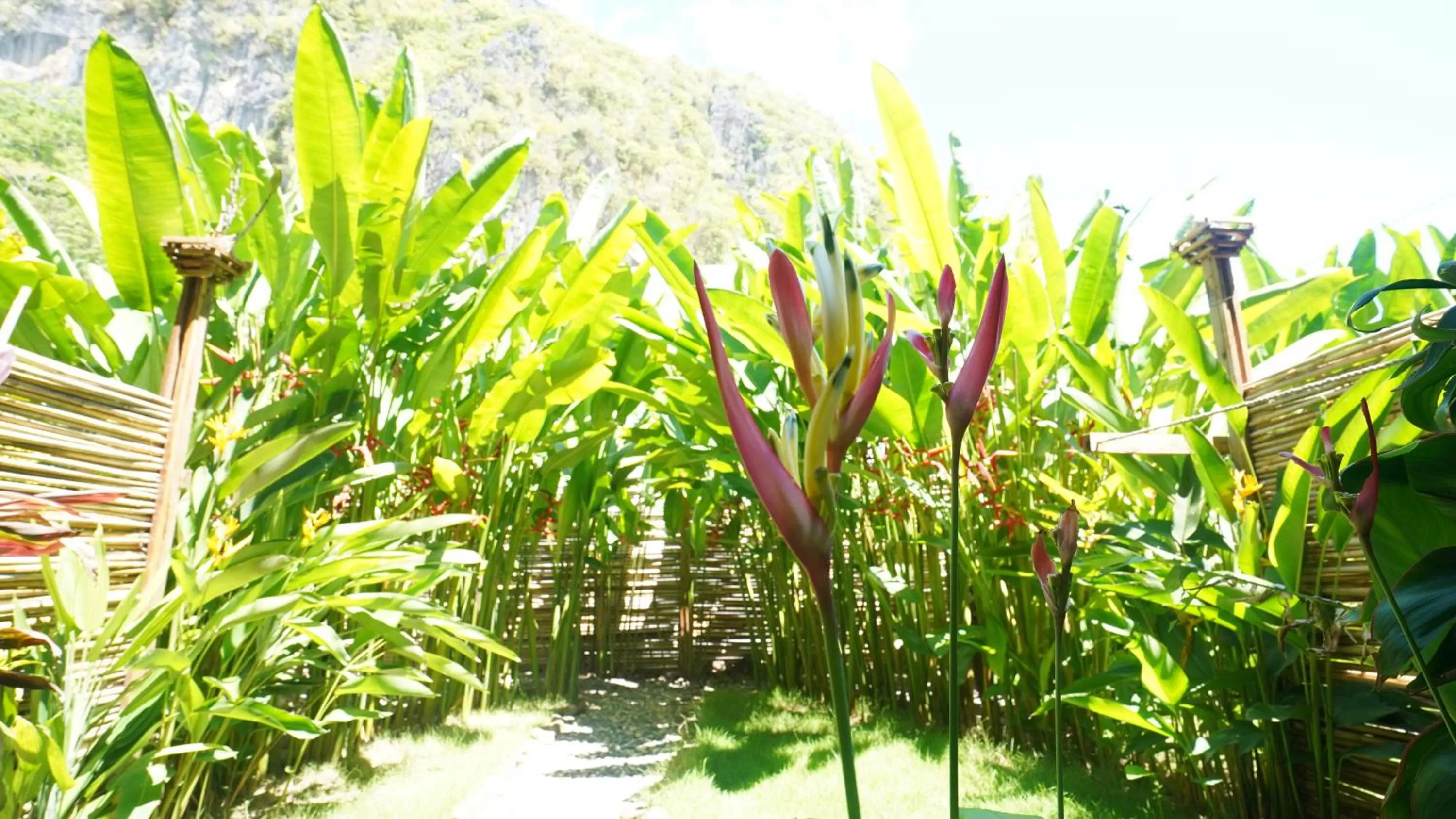 Garden in Focus Rooms