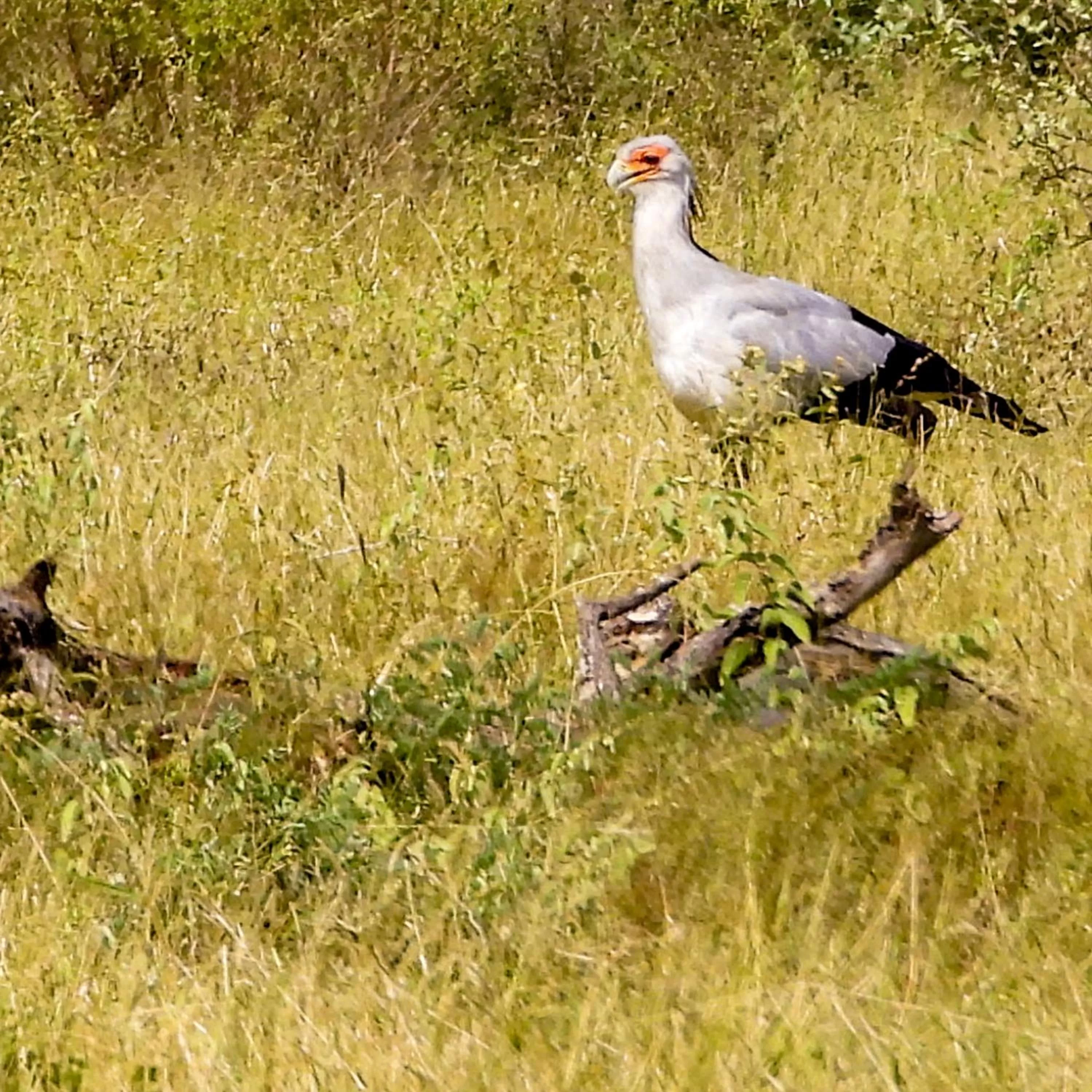 Animals in SleepOver Komatipoort