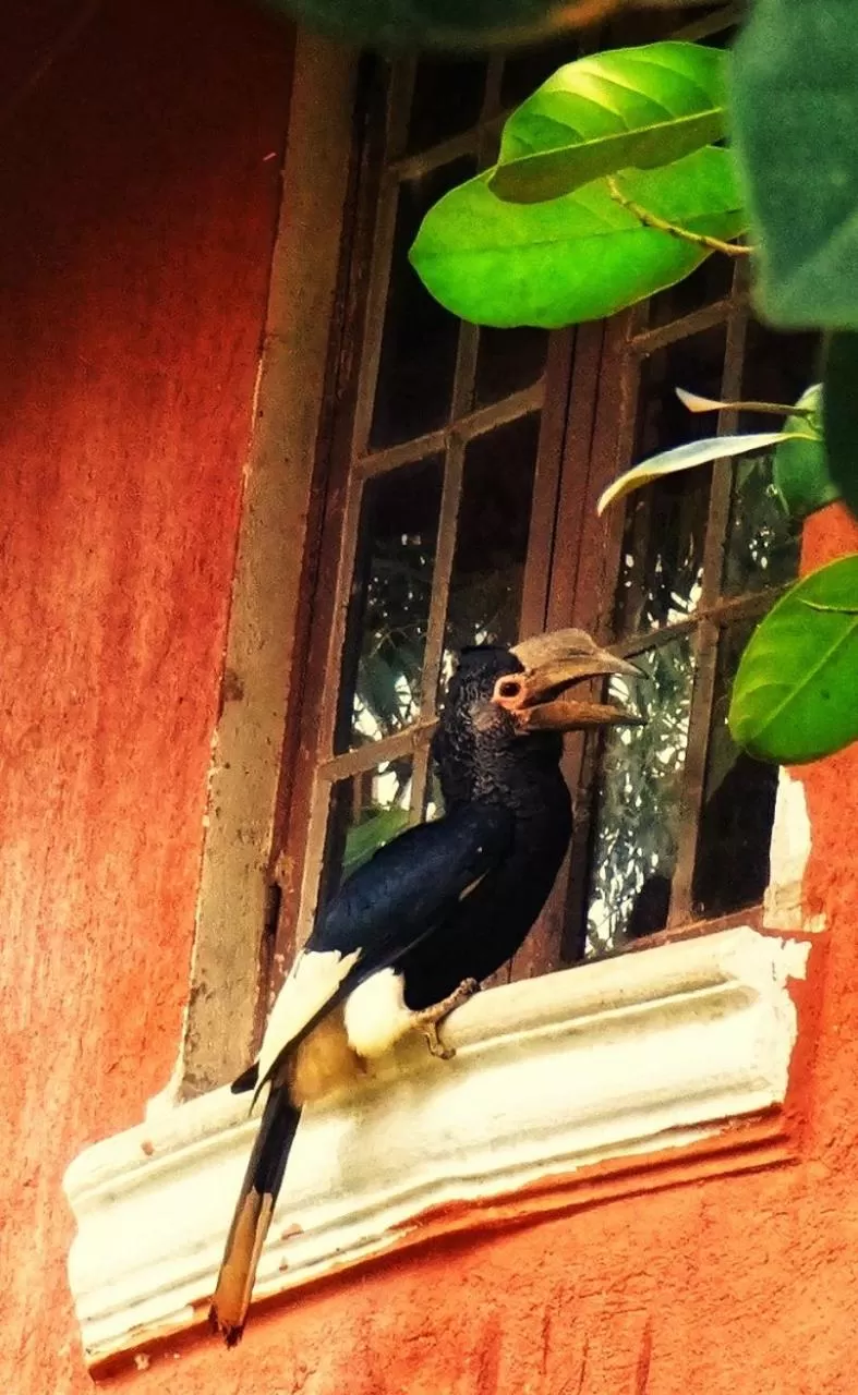 Animals, Other Animals in Governors Club