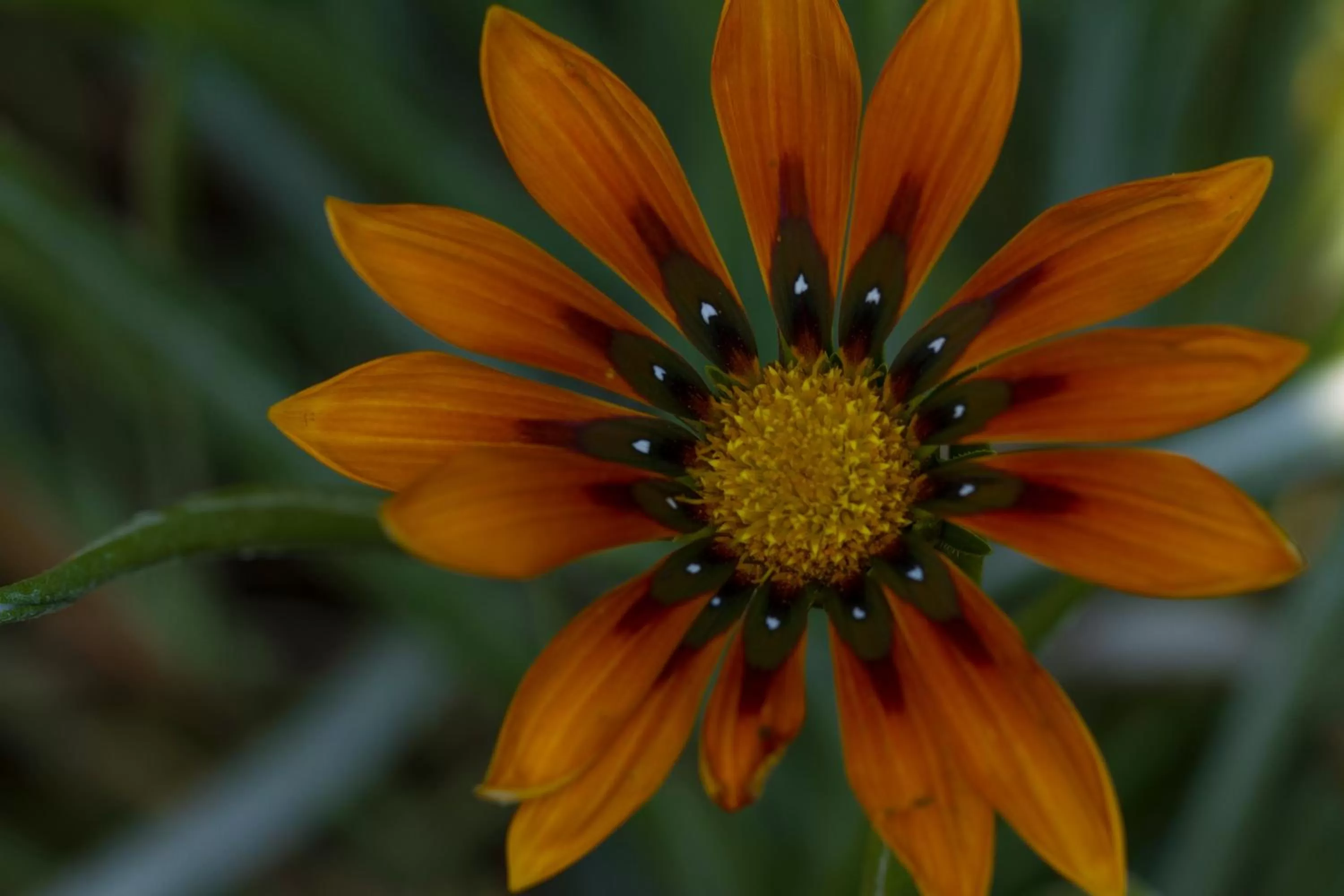 Garden view in B&B La Seta Rossa