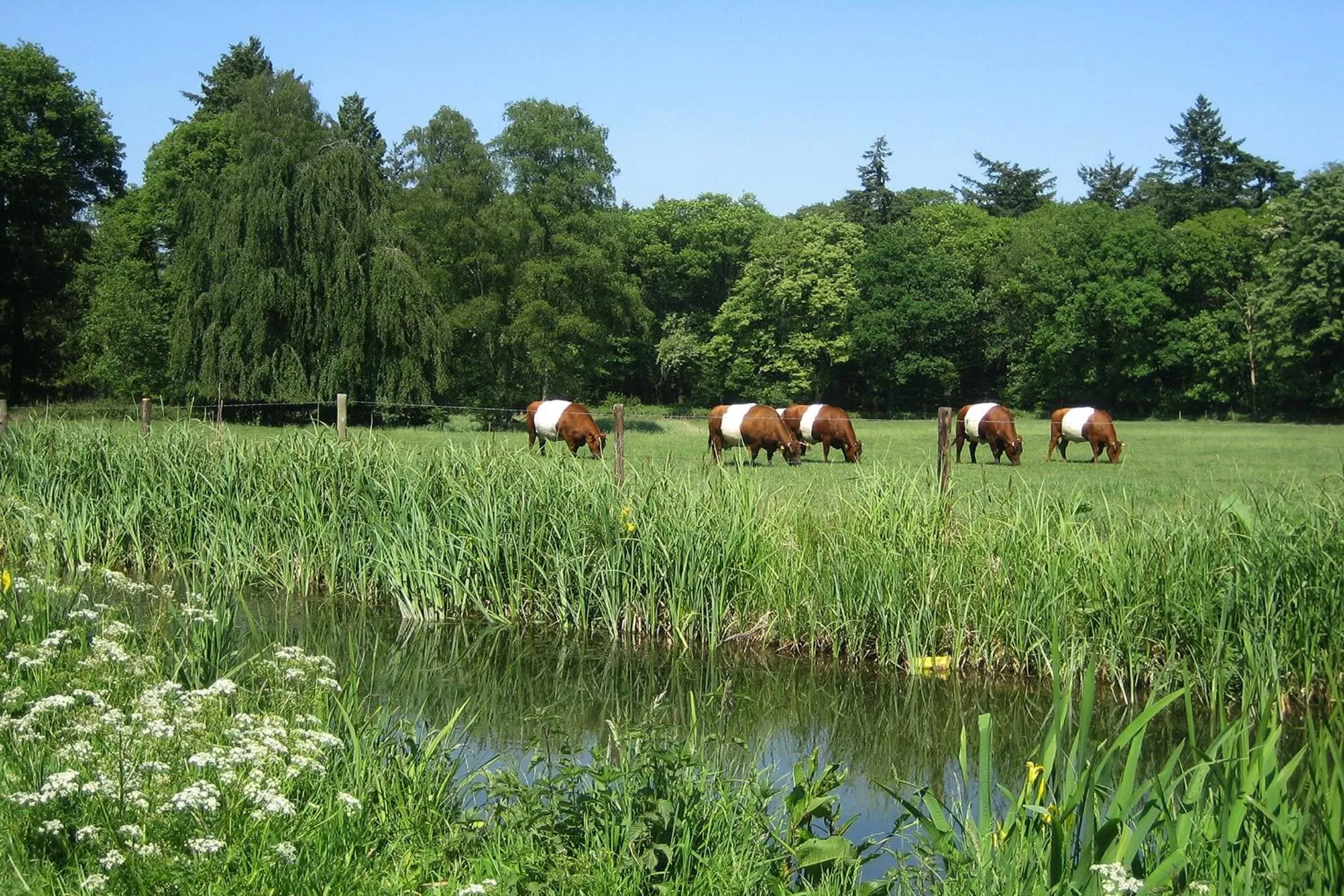 Natural landscape in Landgoedhotel Woodbrooke Barchem