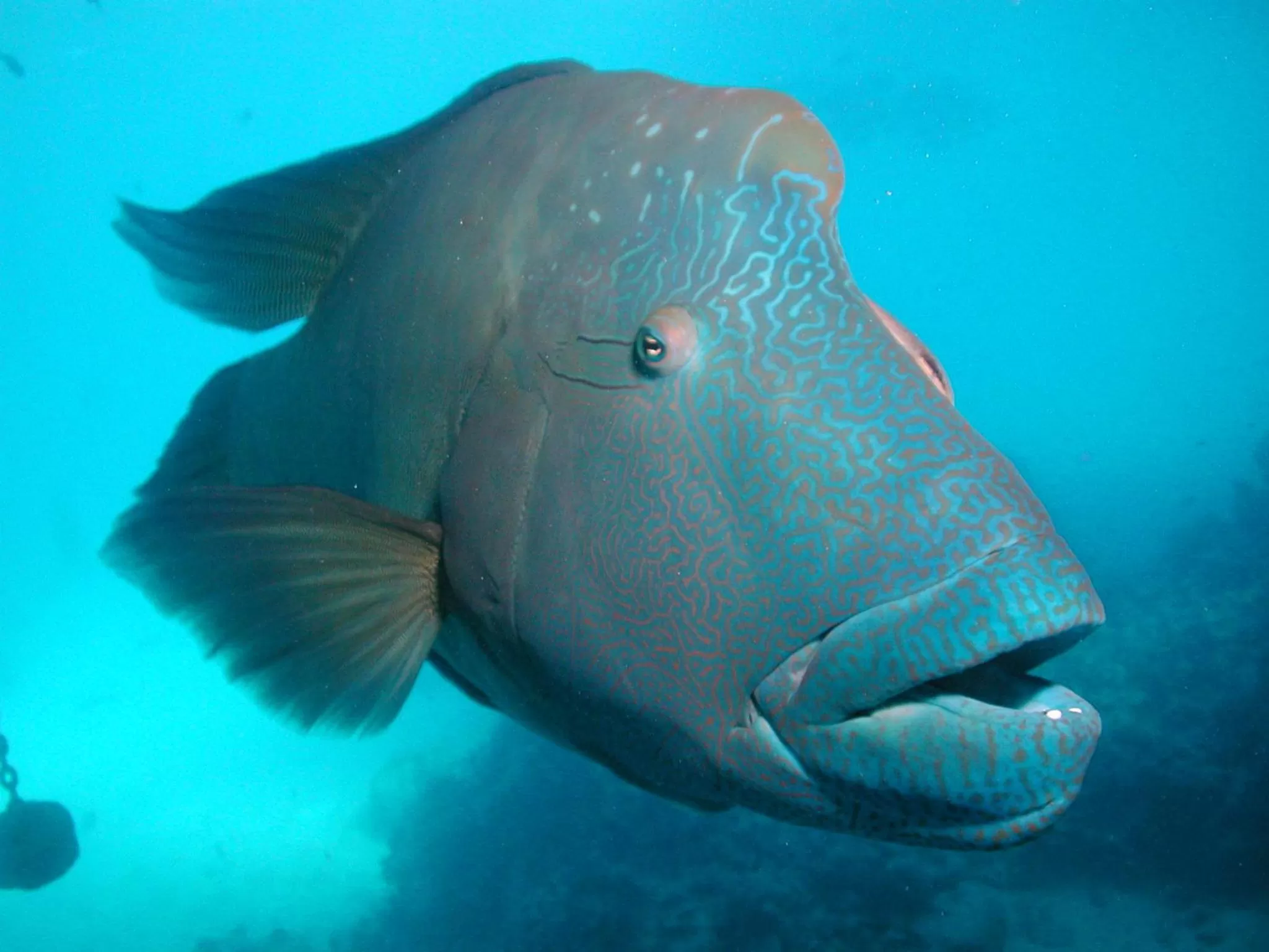 Snorkeling in Rapopo Plantation Resort