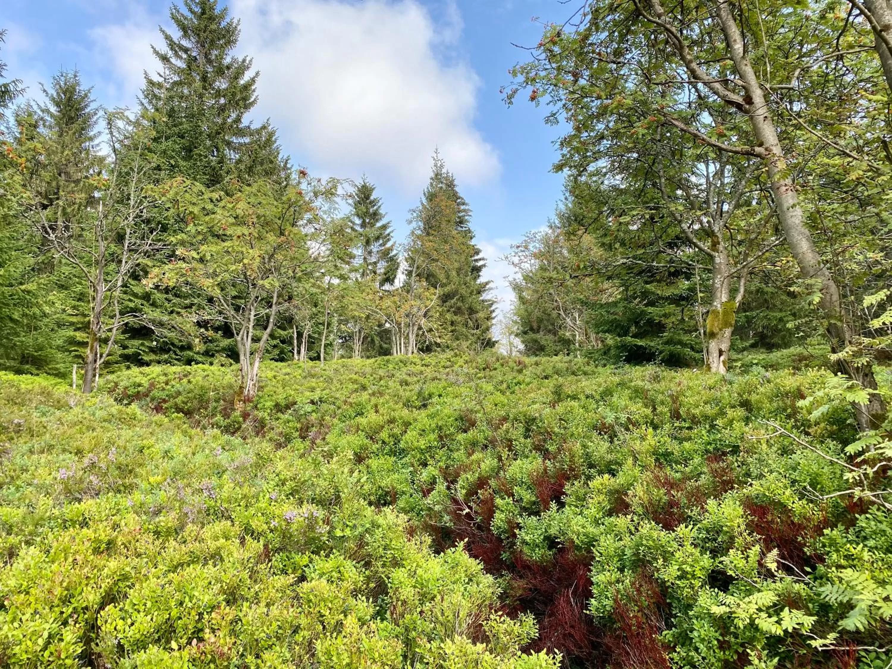Natural landscape in Vila Jáchymov