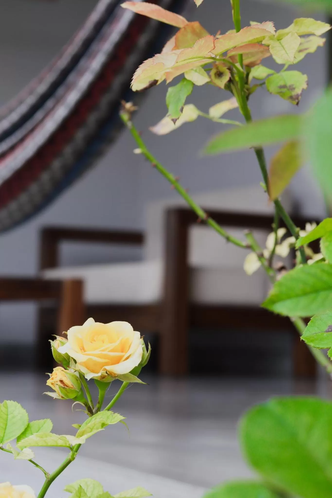 Garden in The One Ella