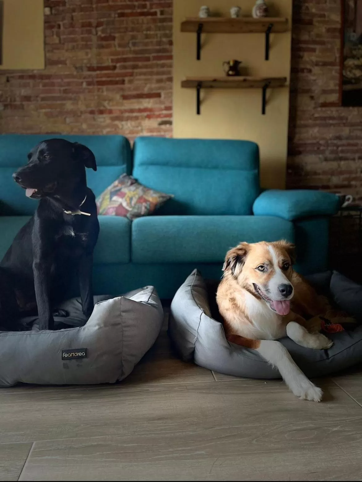 Pets in Priorat Aparthotel