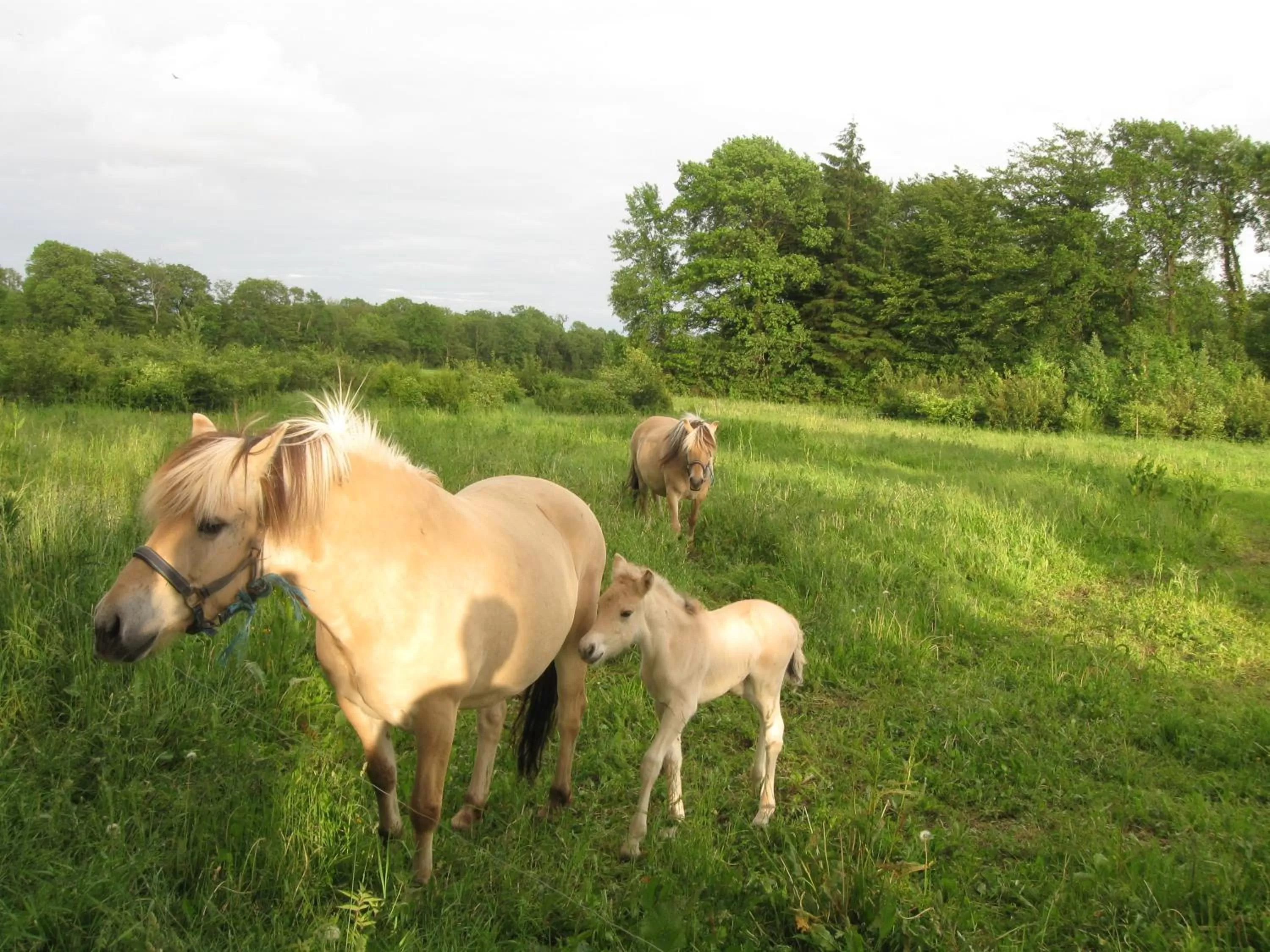 Area and facilities in Koebenhovedskov Bed & Breakfast